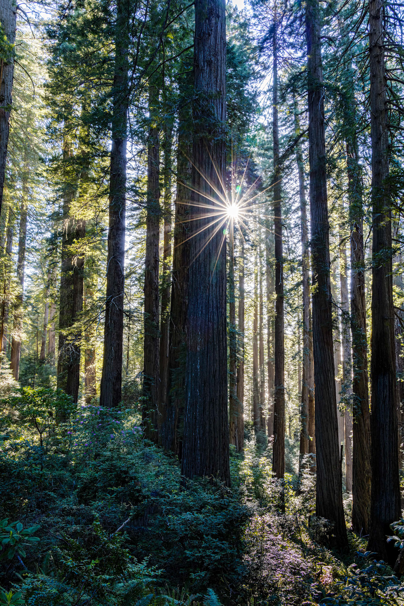 Damnation Creek Trail - Del Norte Coast Redwoods State Park