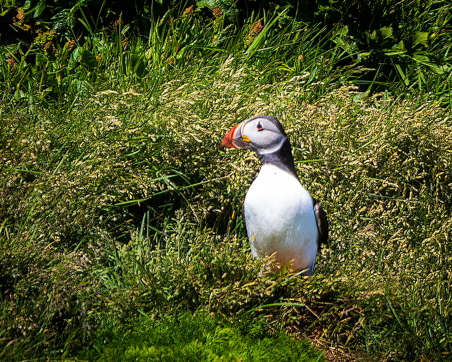 Puffin