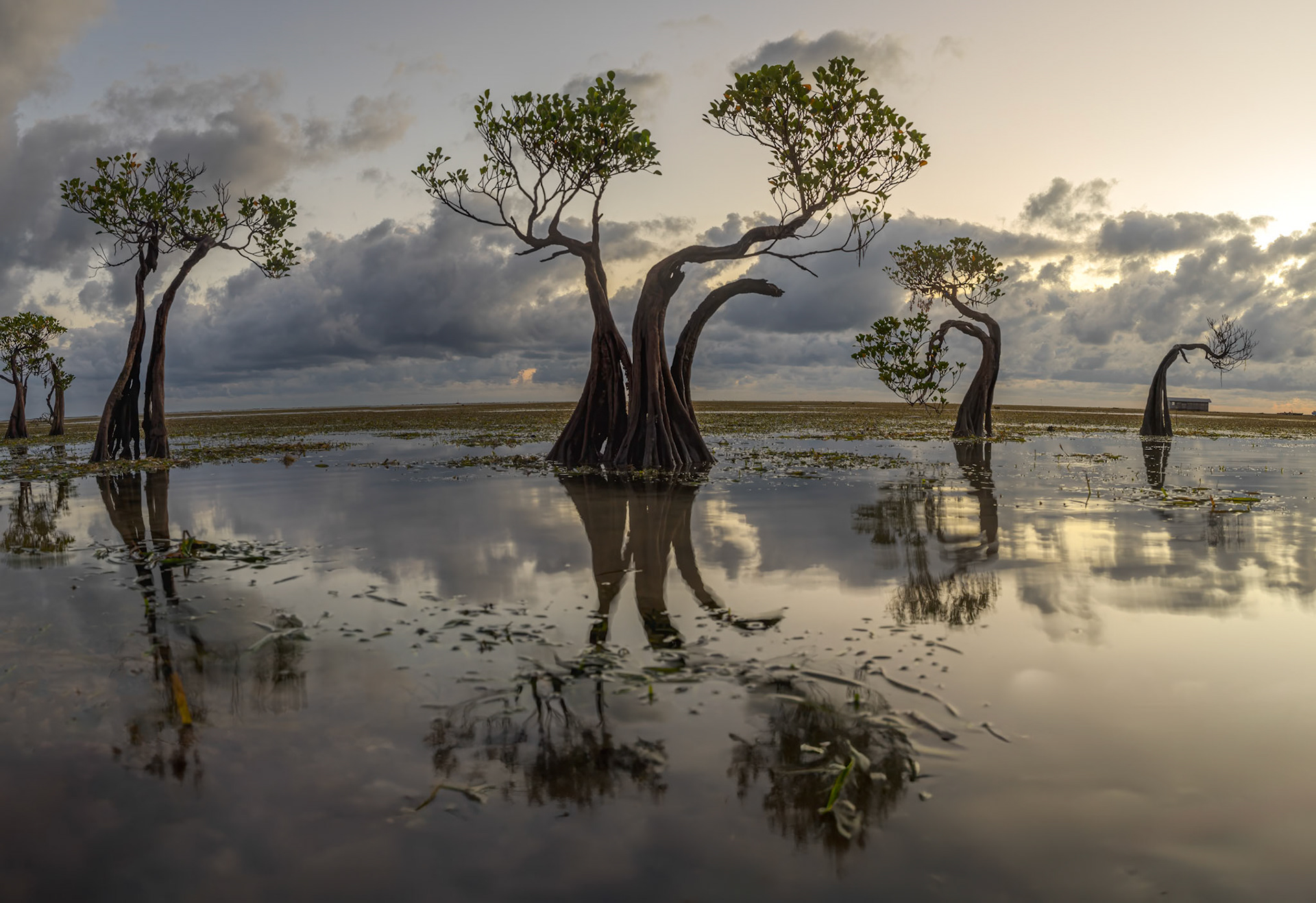 Dancing Trees, Walakiri, Sumba