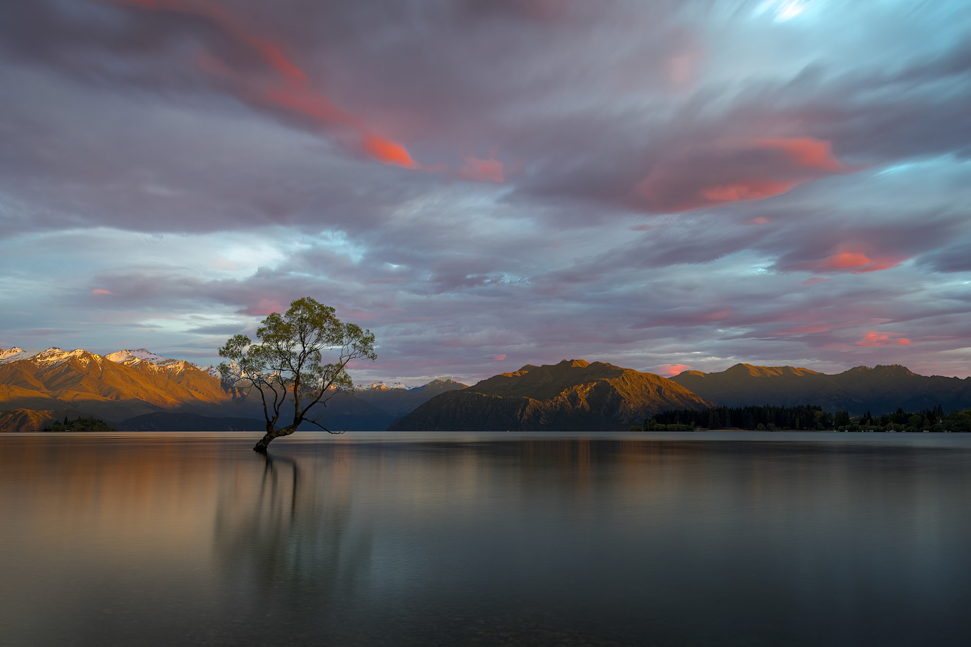 Wanaka Willow