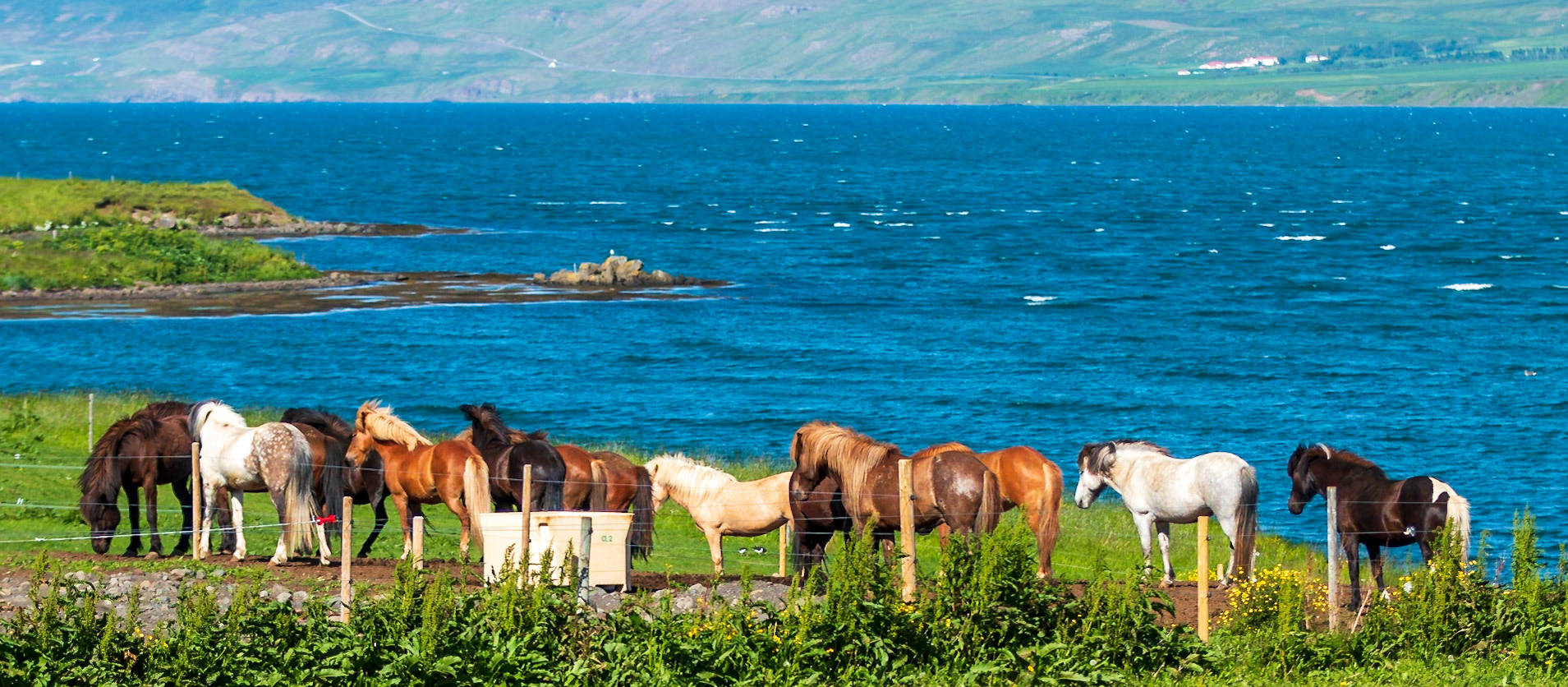 Icelandic horses