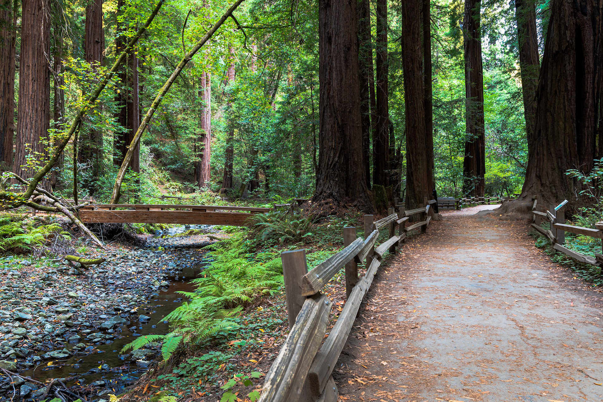 Muir Woods