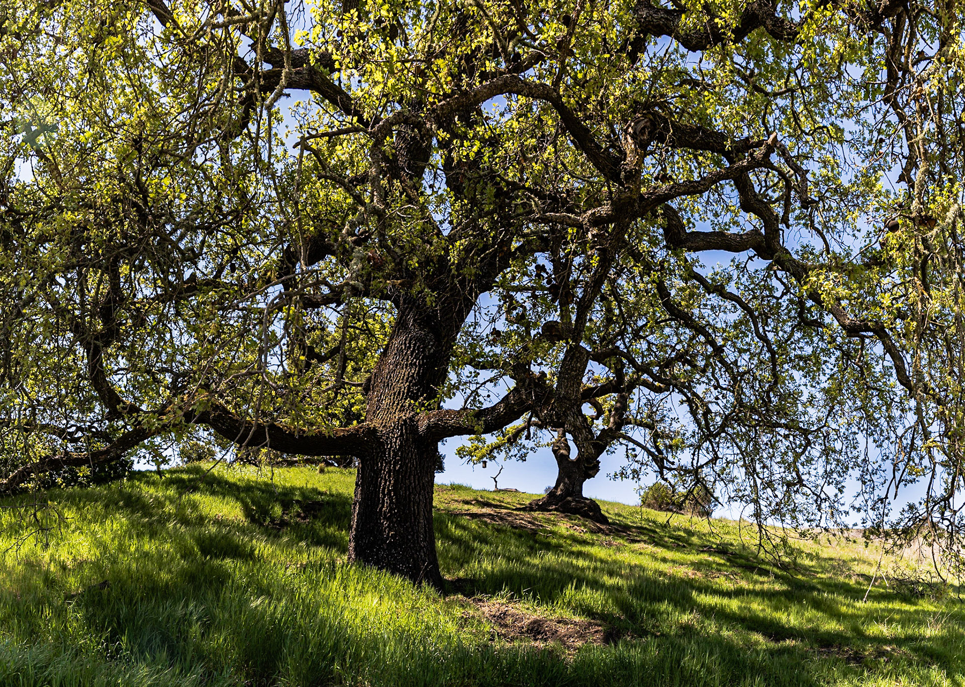 Pearson-Arastradero Preserve