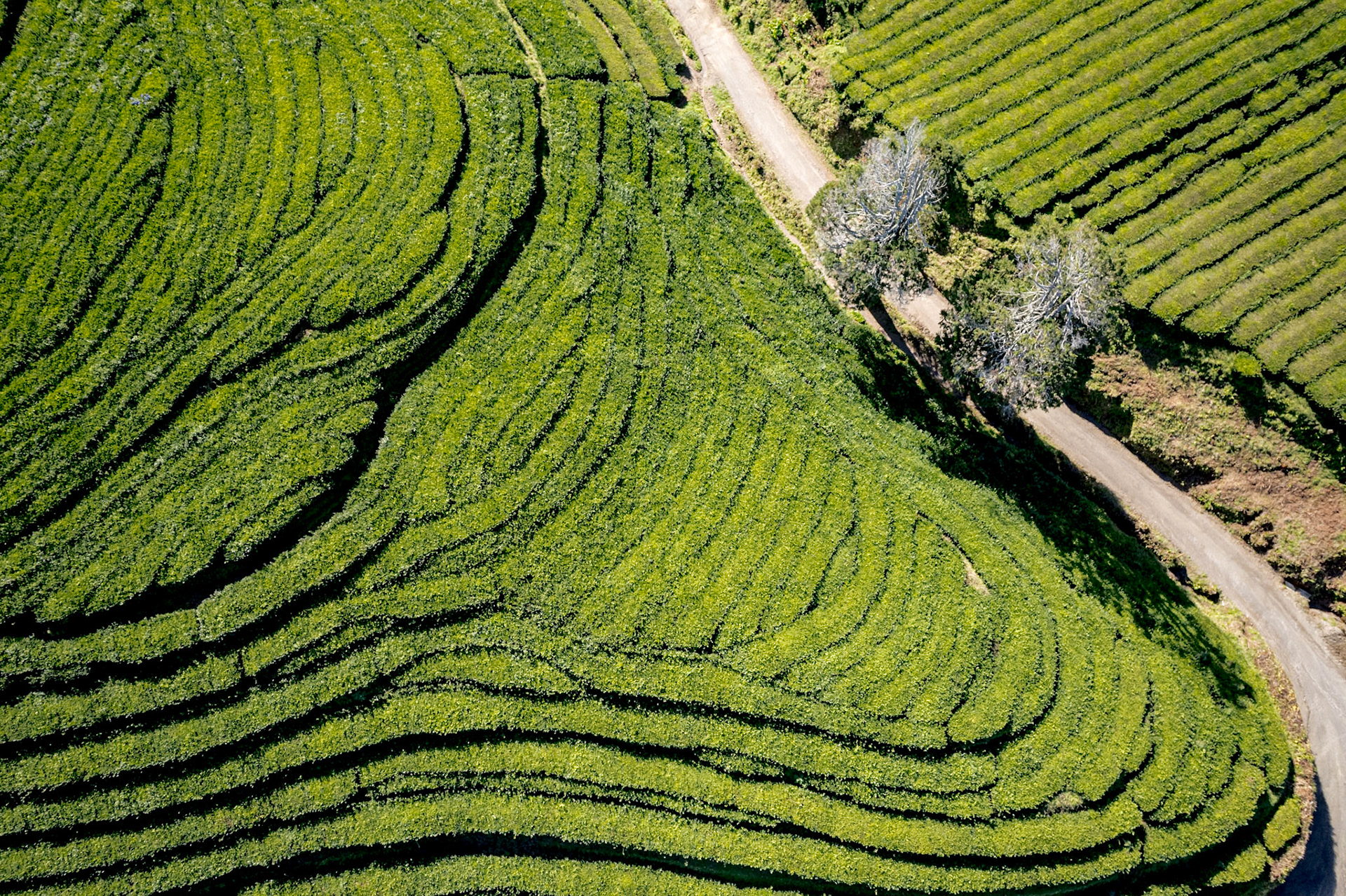 Gorreana Tea Plantation
