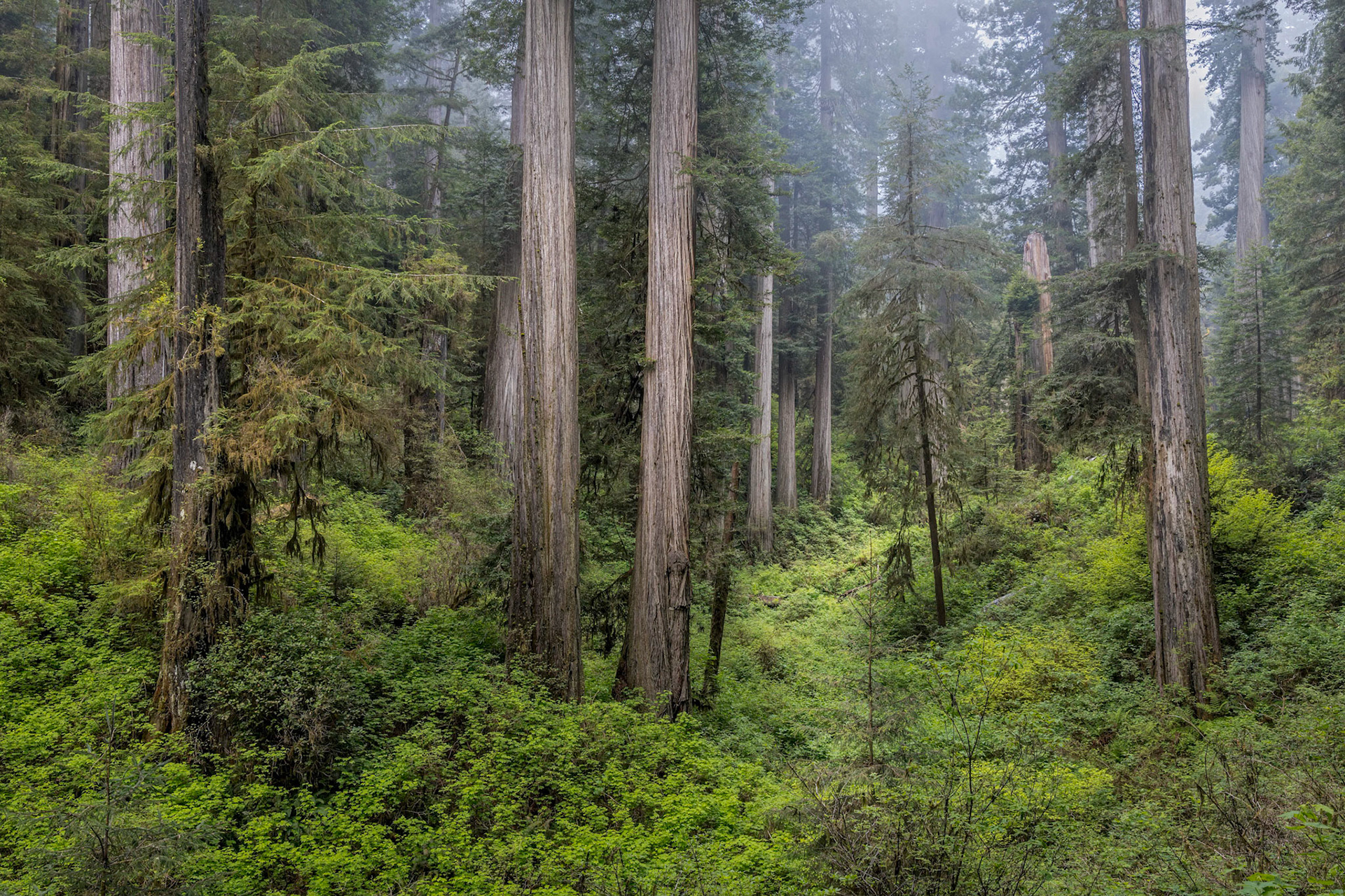 Howland Hill Road - Jedediah Smith Redwoods State Park