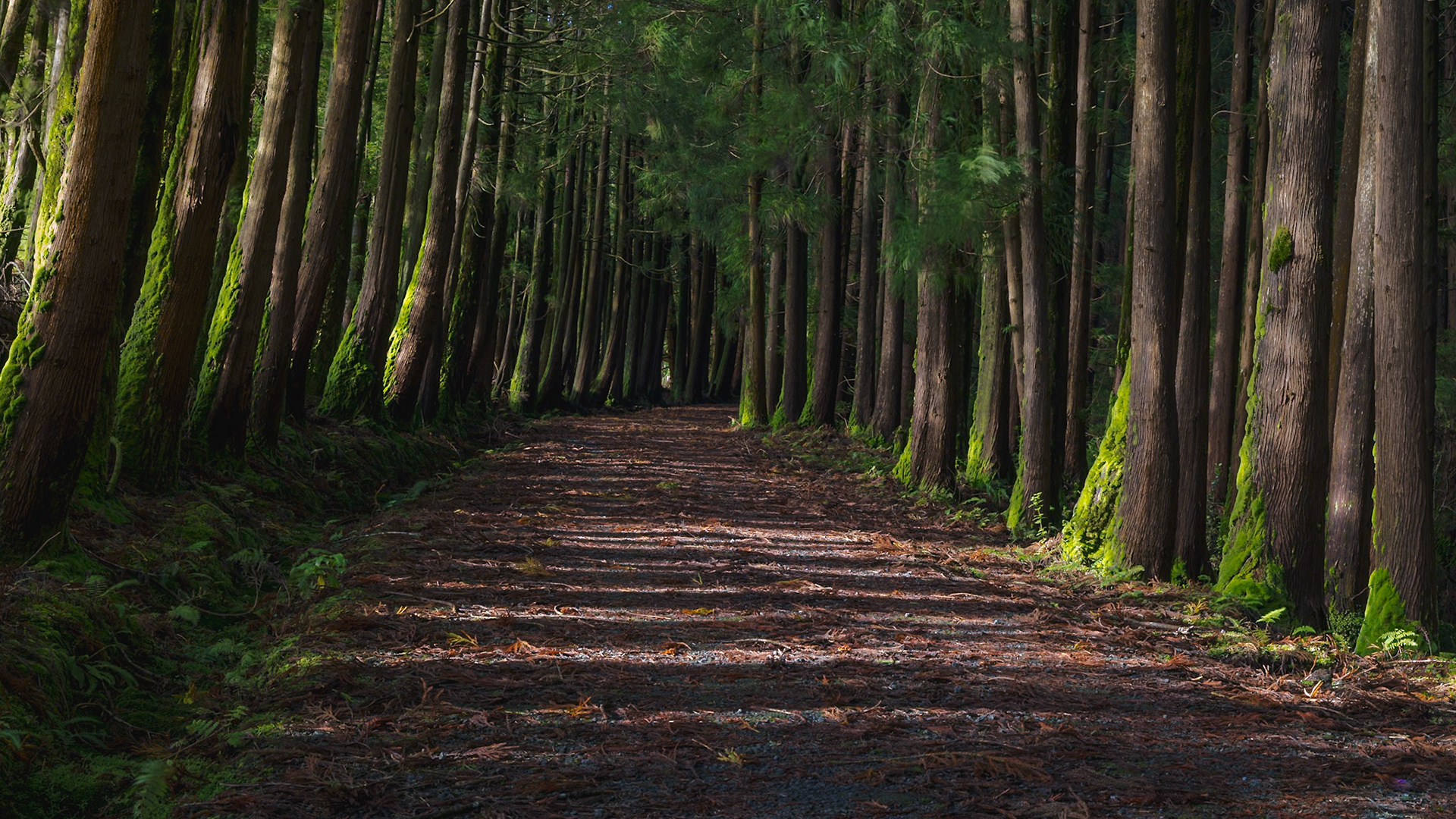 Forests of Terceira - São Bartolomeu de Regatos