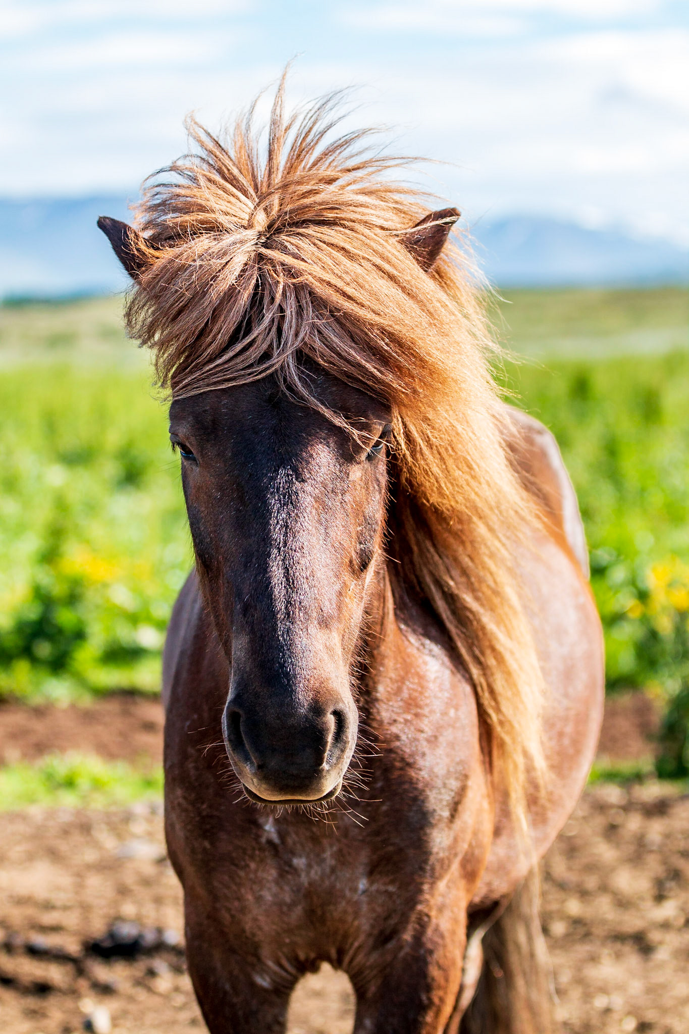 Icelandic horses
