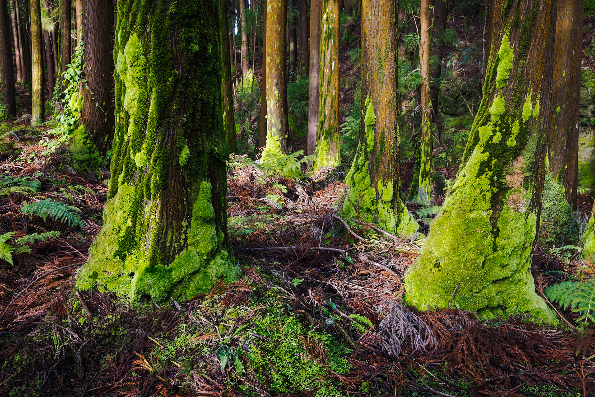 Forests of Terceira - São Bartolomeu de Regatos