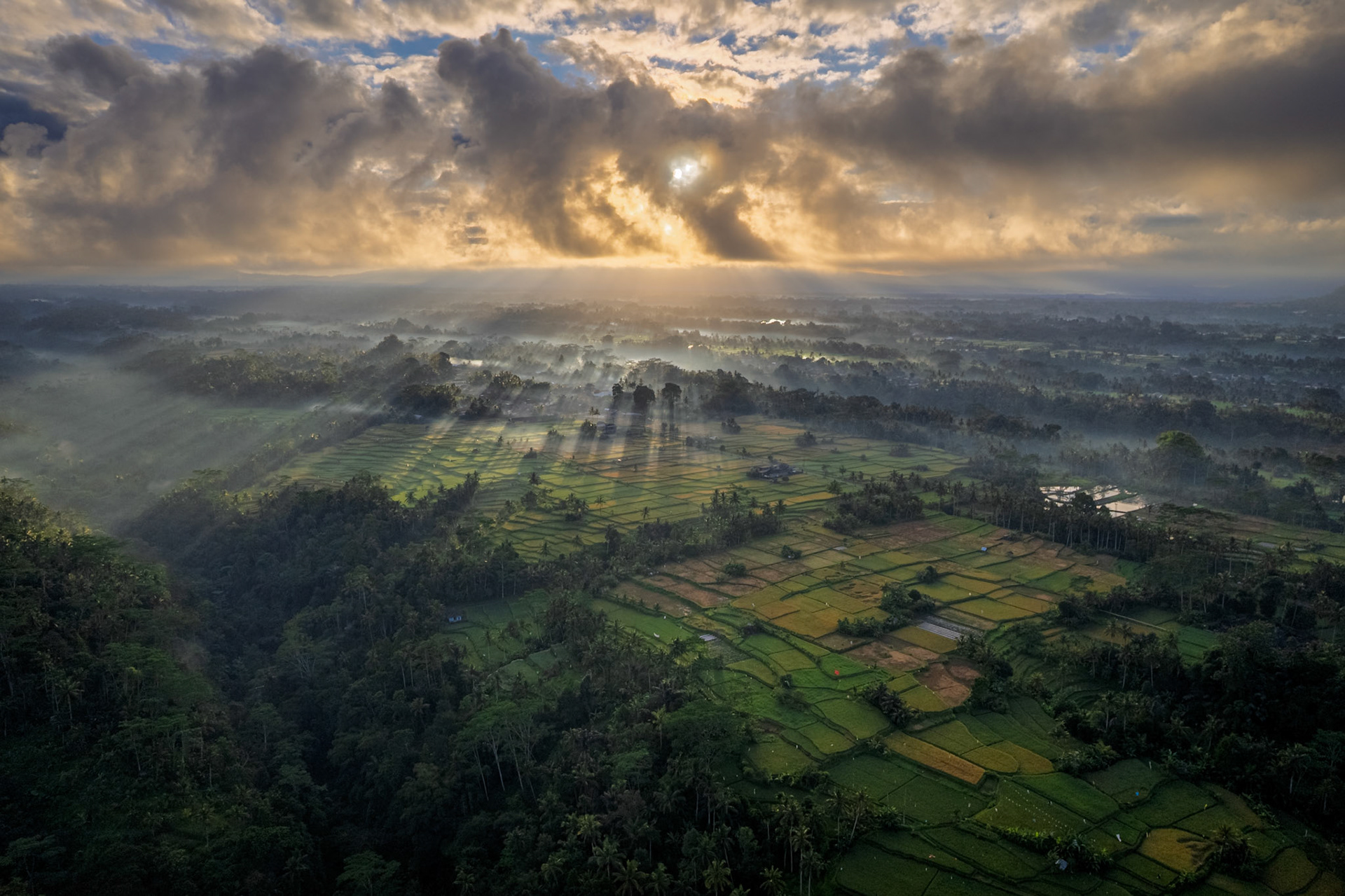 Pulagan Ricefield