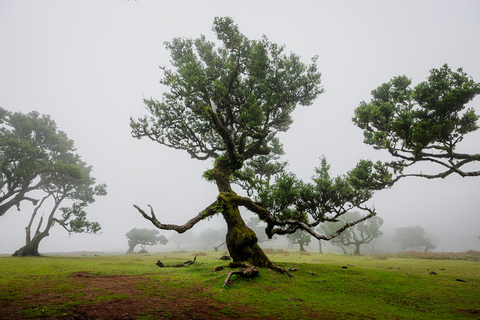 Fanal Forest