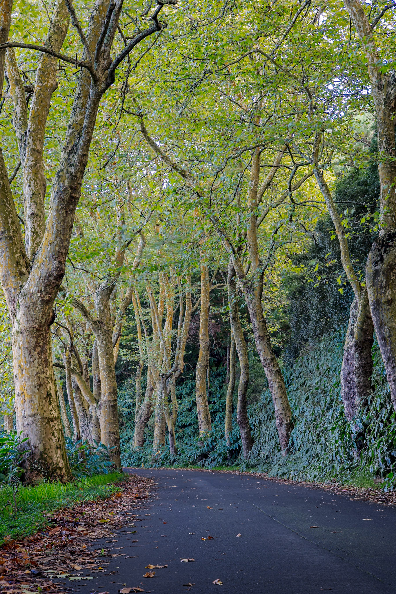 Coroa da Mata - Ribeira Grande