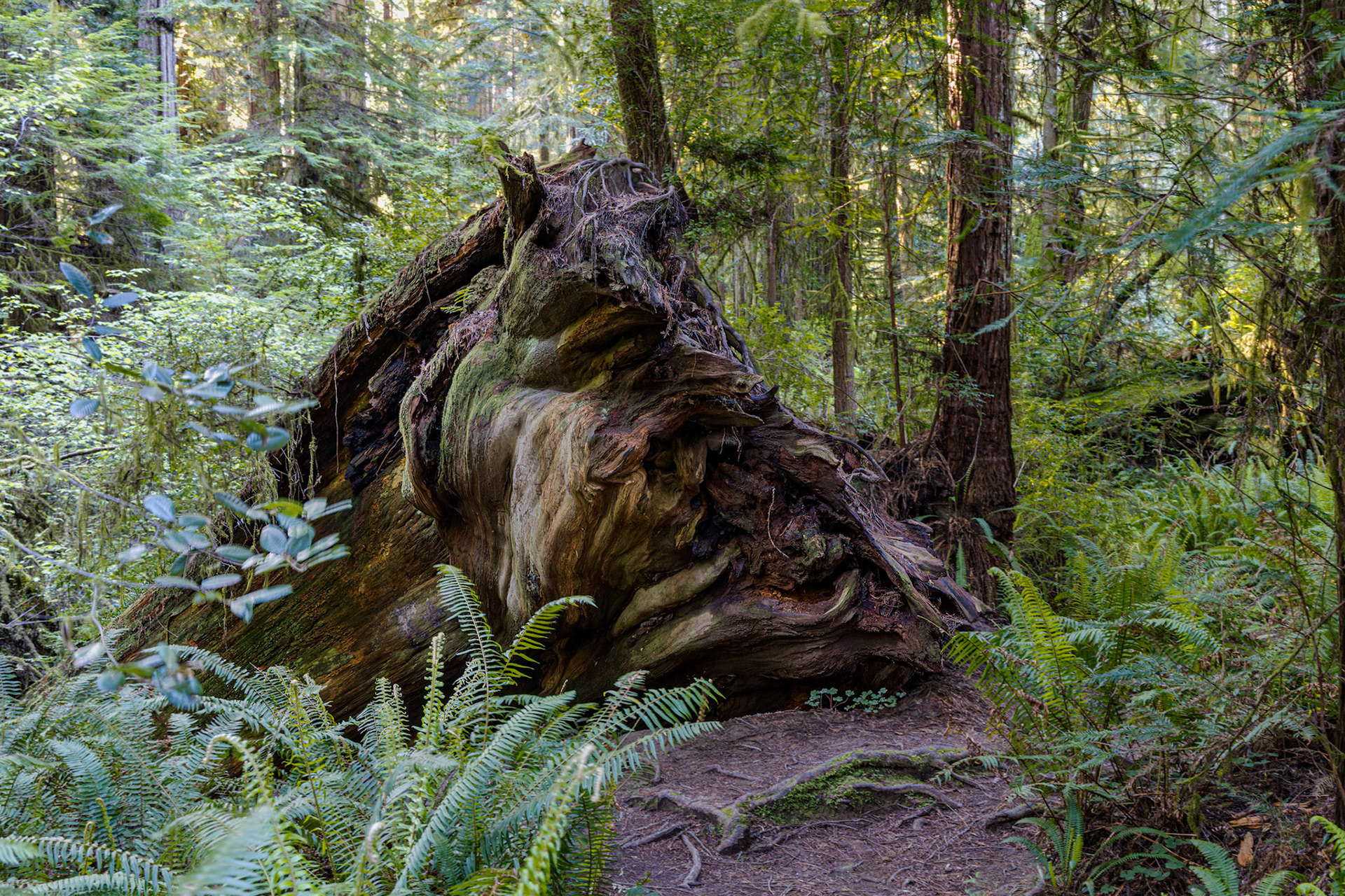 Simpson-Reed Grove Trail - Jedediah Smith Redwoods State Park