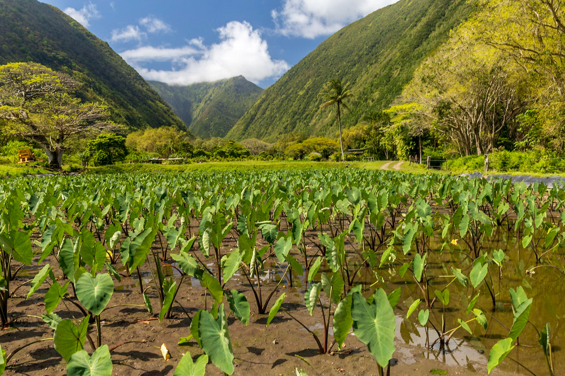 Waipi'o Valley