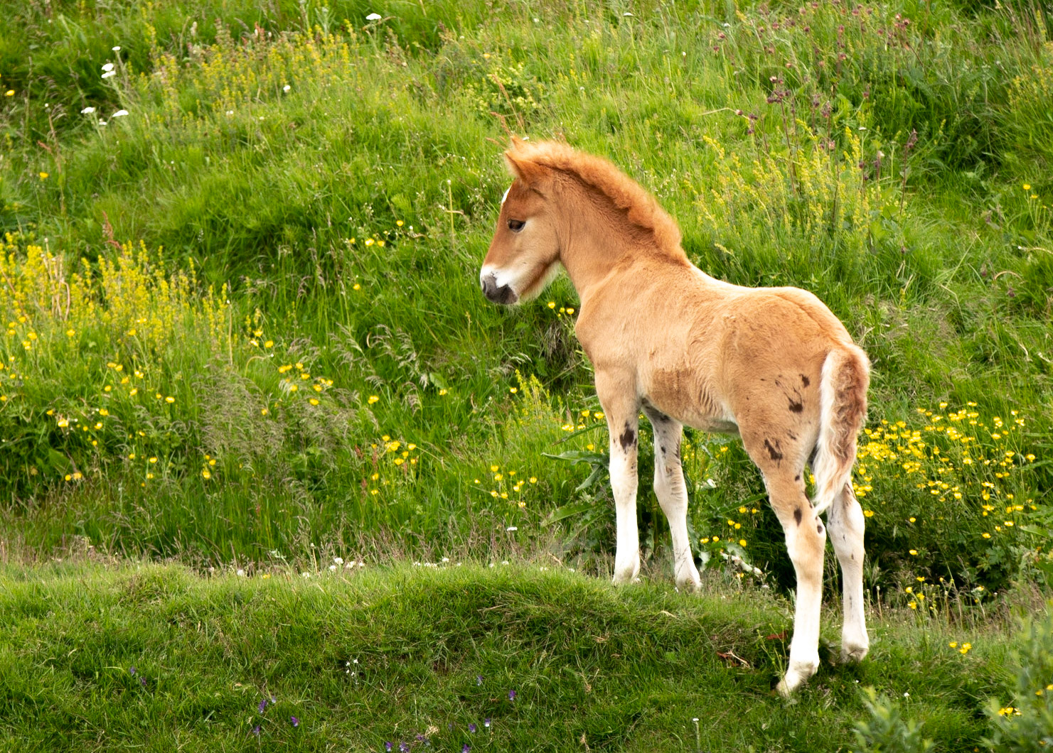 Icelandic horses