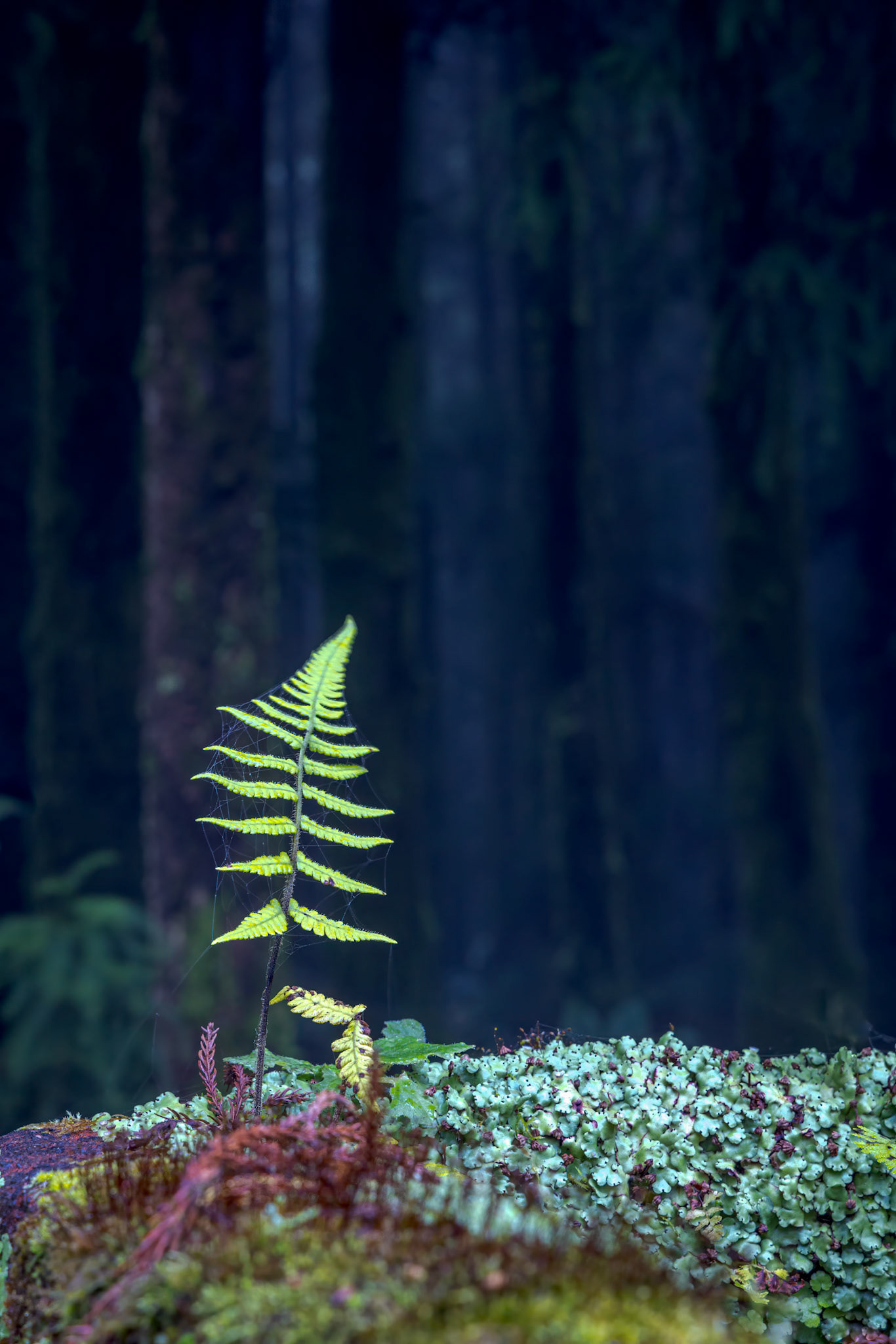 Forests Lagoa do Canário