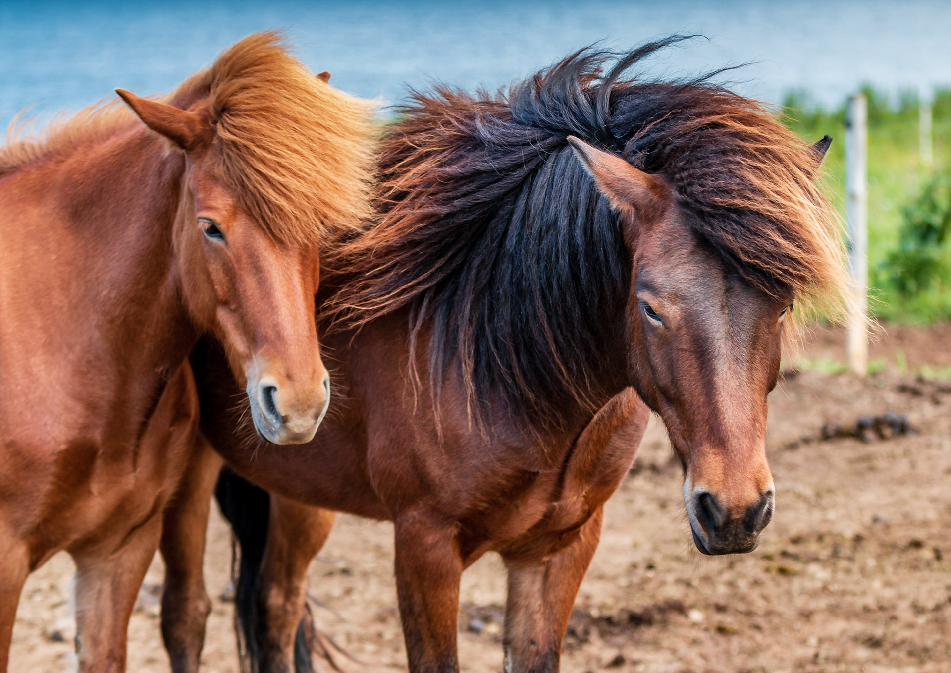 Icelandic horses