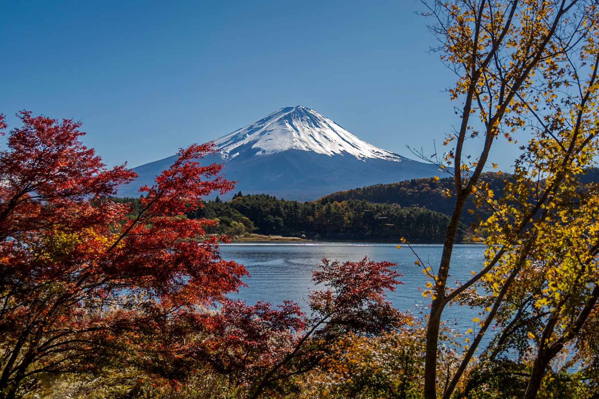 Momiji tunnel