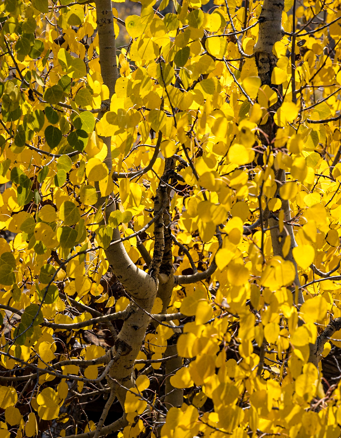 John Muir Wilderness
