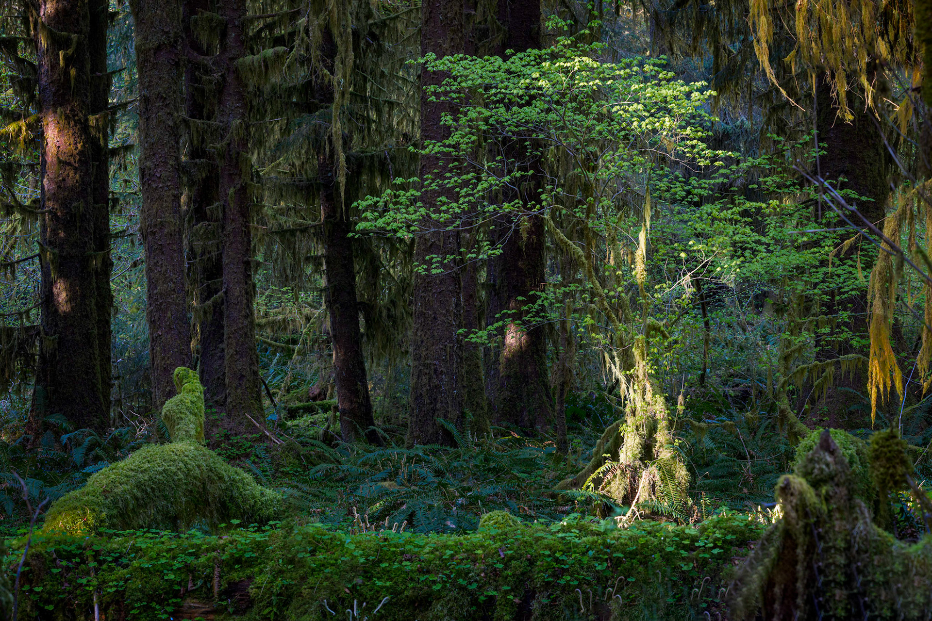 Hoh Rainforest