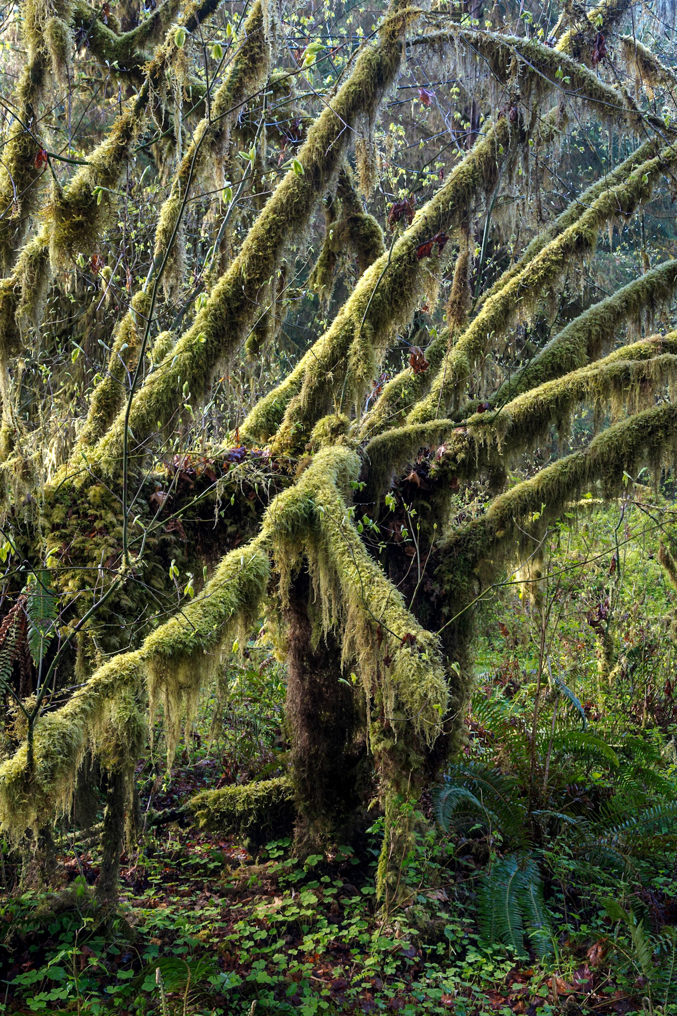 Hall of Mosses