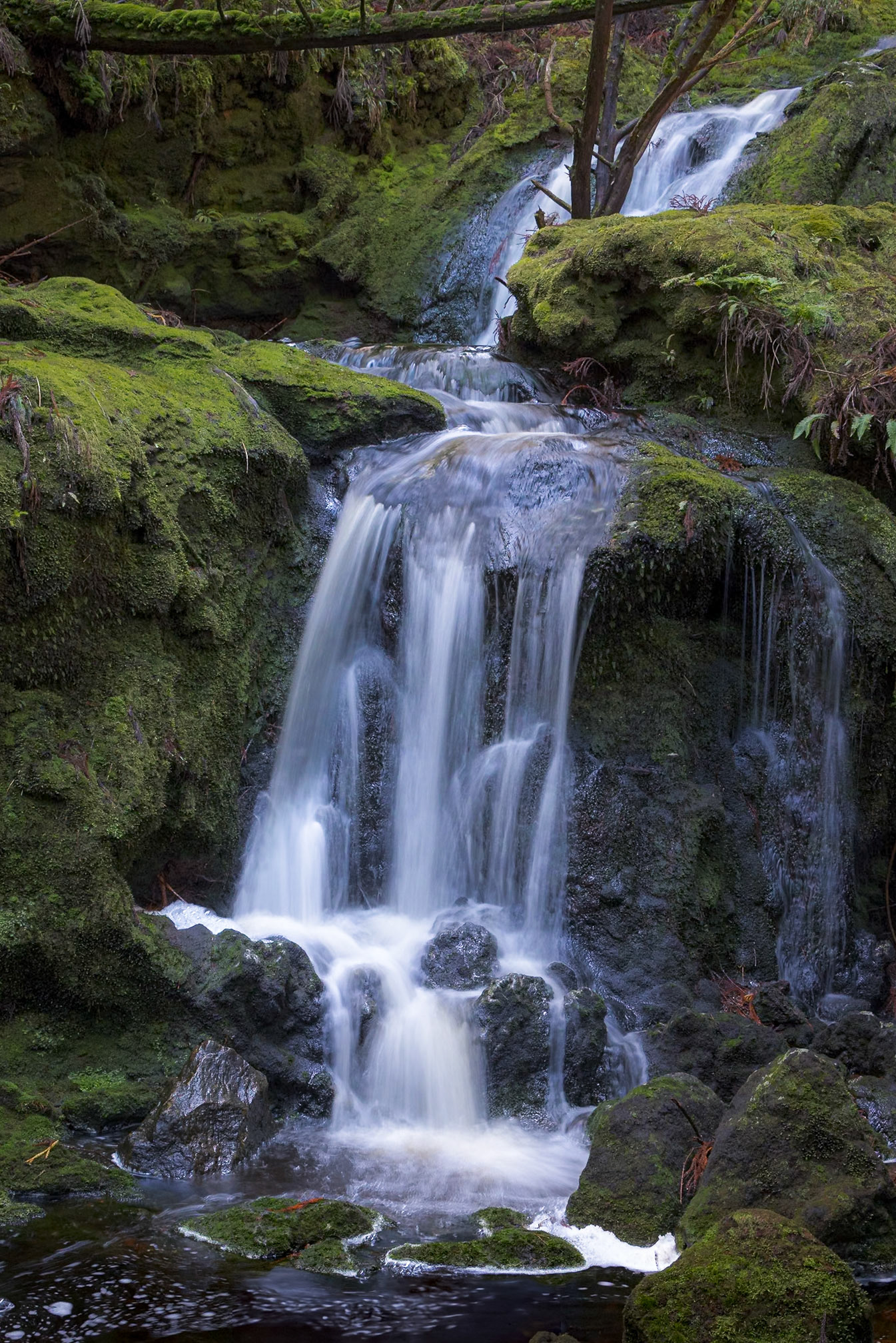 Forests of Terceira - São Bartolomeu de Regatos