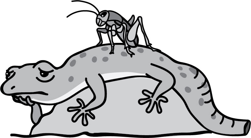 Gecko in sad phase w/cricket.
