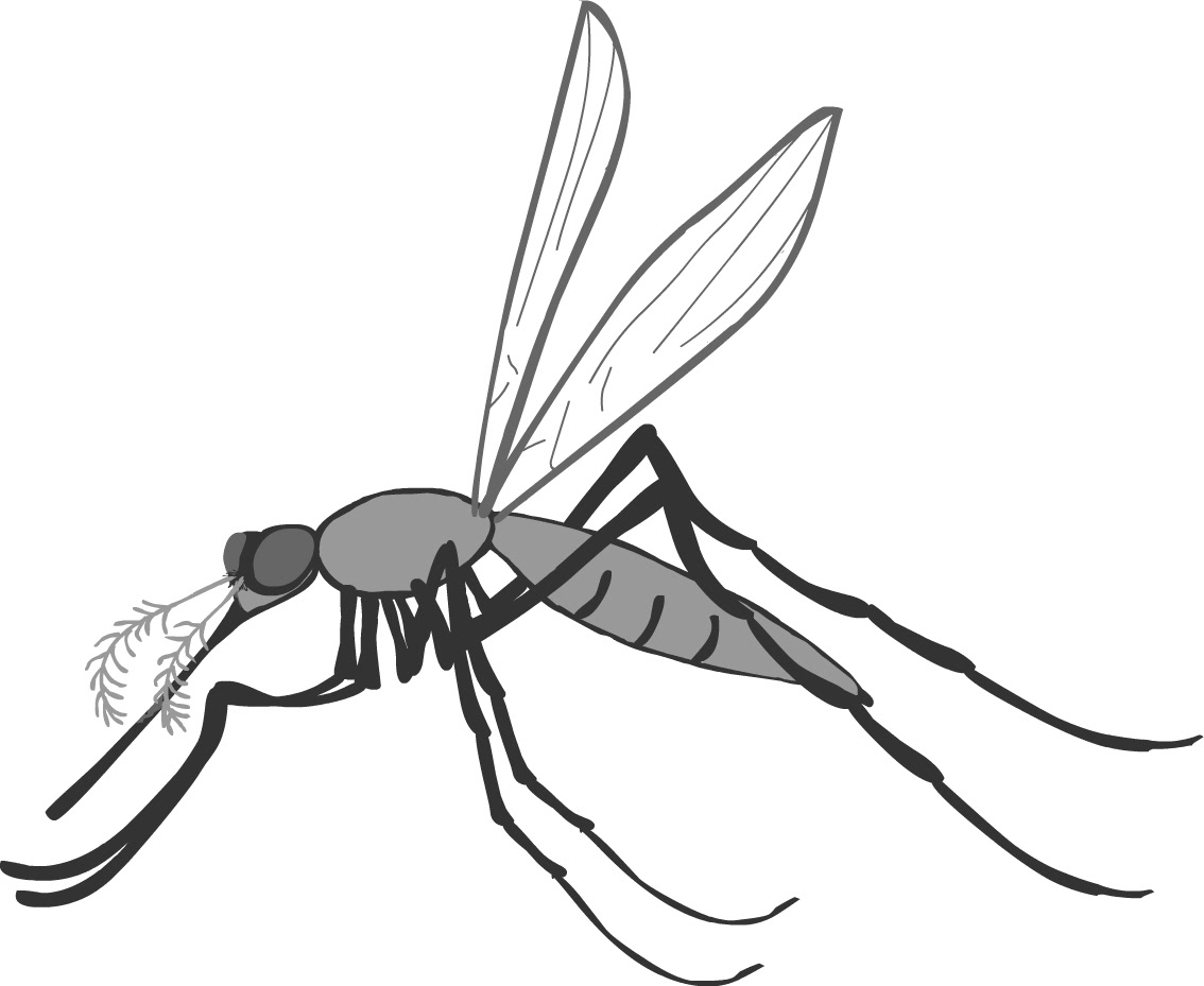 Mosquito