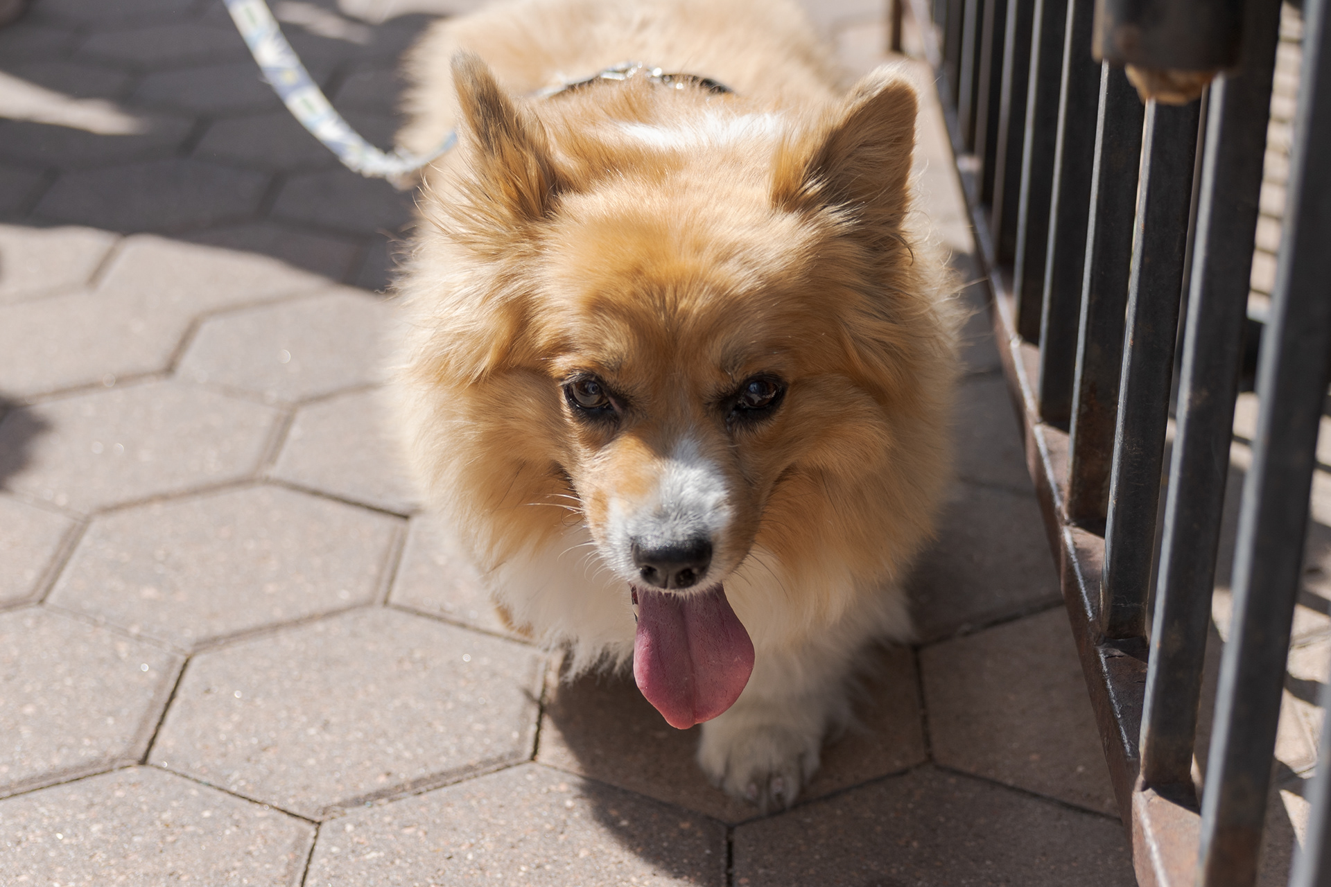 A corgi walks through Old Town Square during the Tour de Corgi parade Oct. 1. The event started with a costume contest in Civic Center Park and ended with a parade through Old Town.