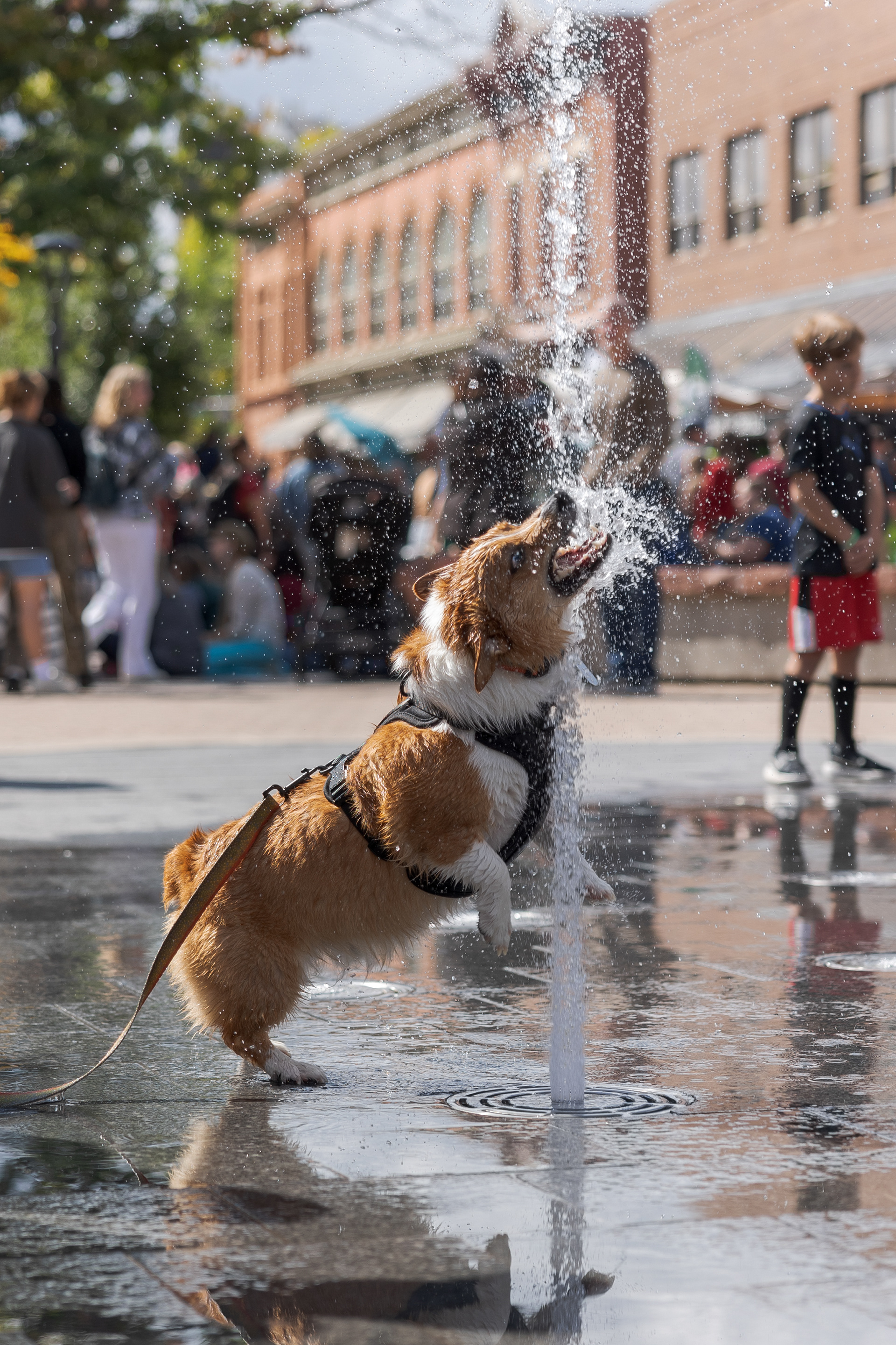 Maverick the corgi plays in the Old Town Square water fountain during the Tour de Corgi parade Oct. 1. "It's been fun," said Maverick's owner, Jonathan. "I think I'll do it again, yes. We will probably do it again next year."