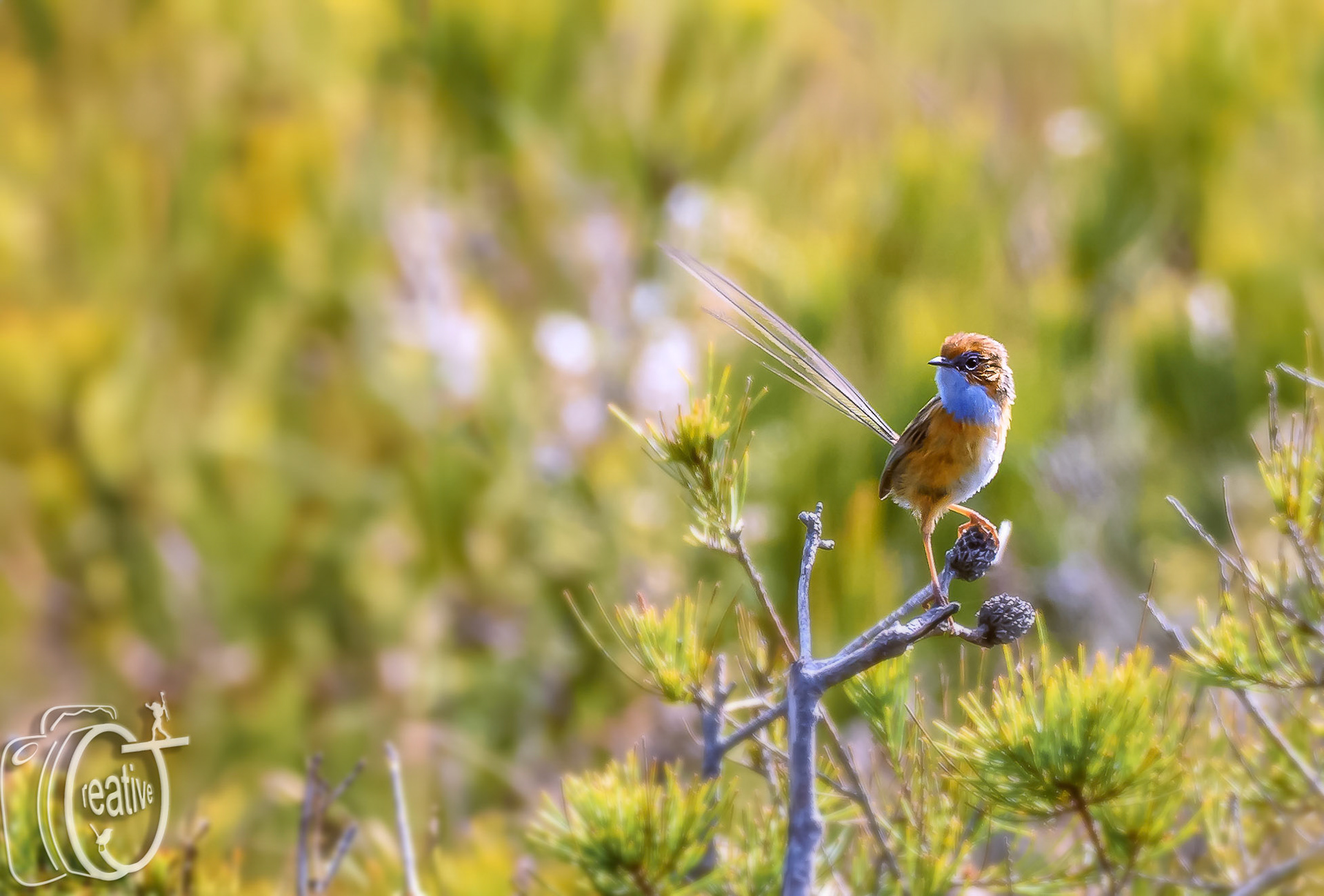 Southern Emu-wren