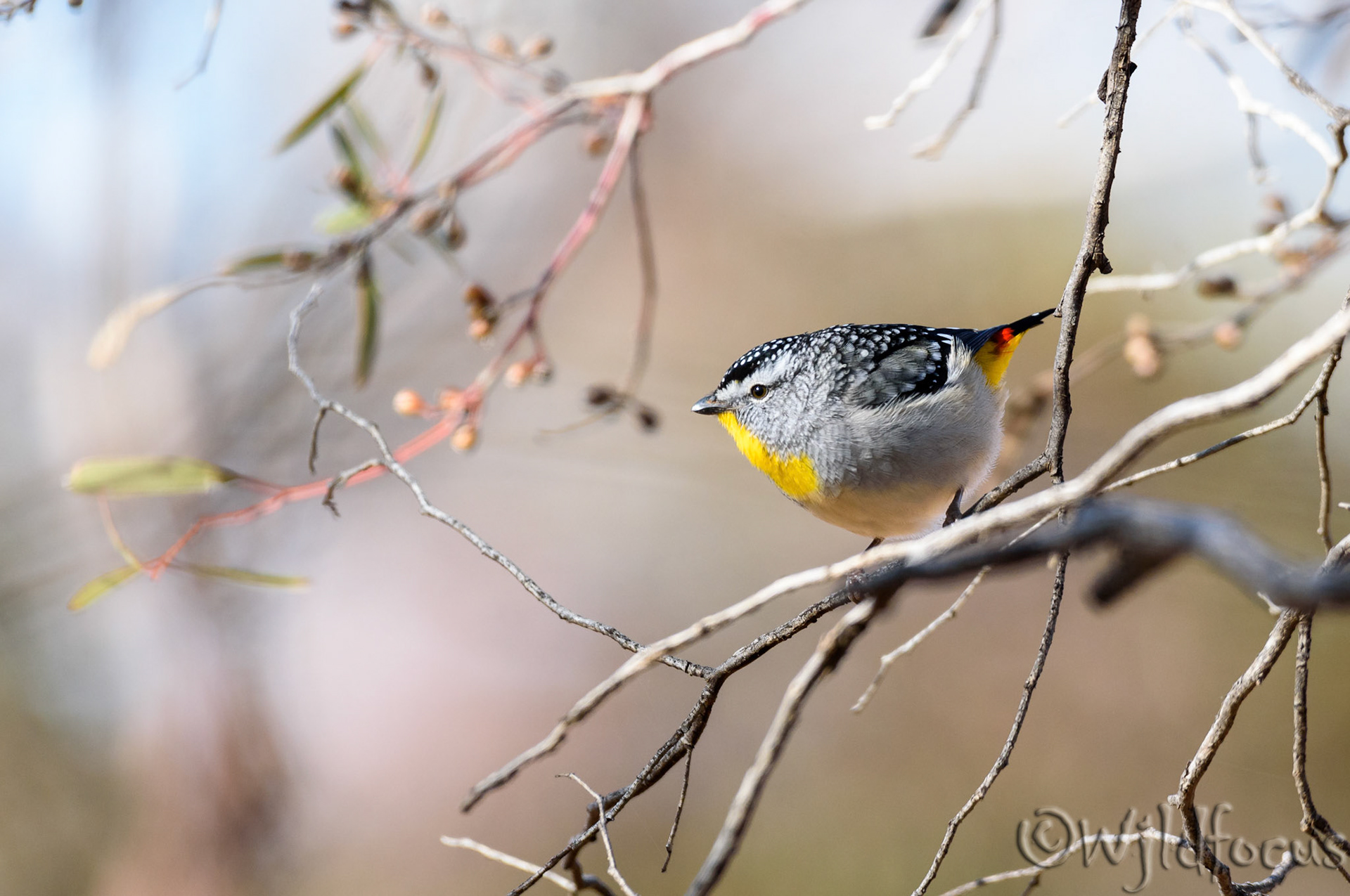 Spotted Pardalote