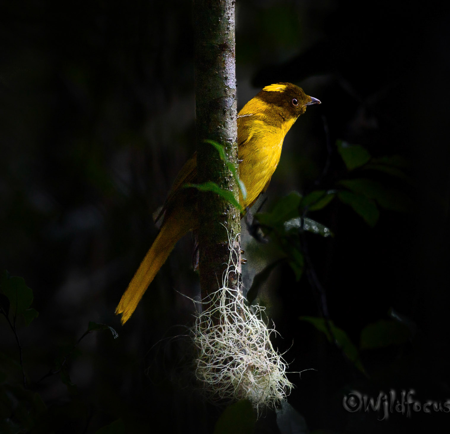Golden Bowerbird