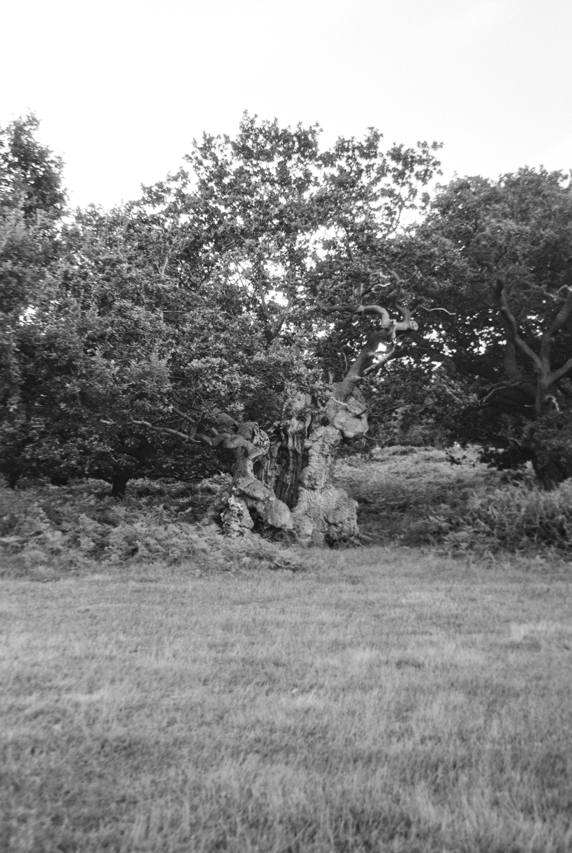Canon EOS 3 - Ilford FP4+ - 125