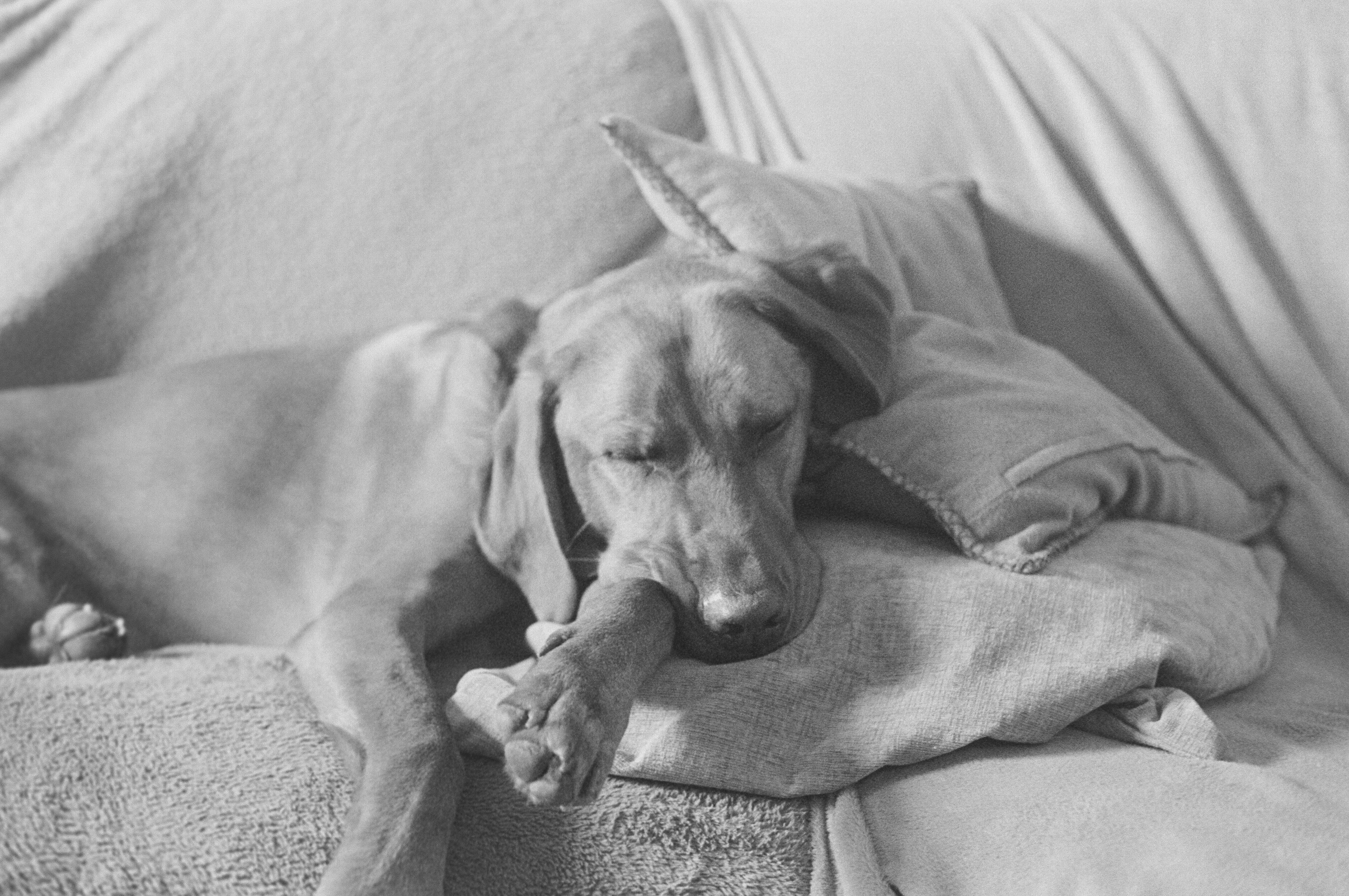 Canon AV-1 - Ilford FP5+ - 400