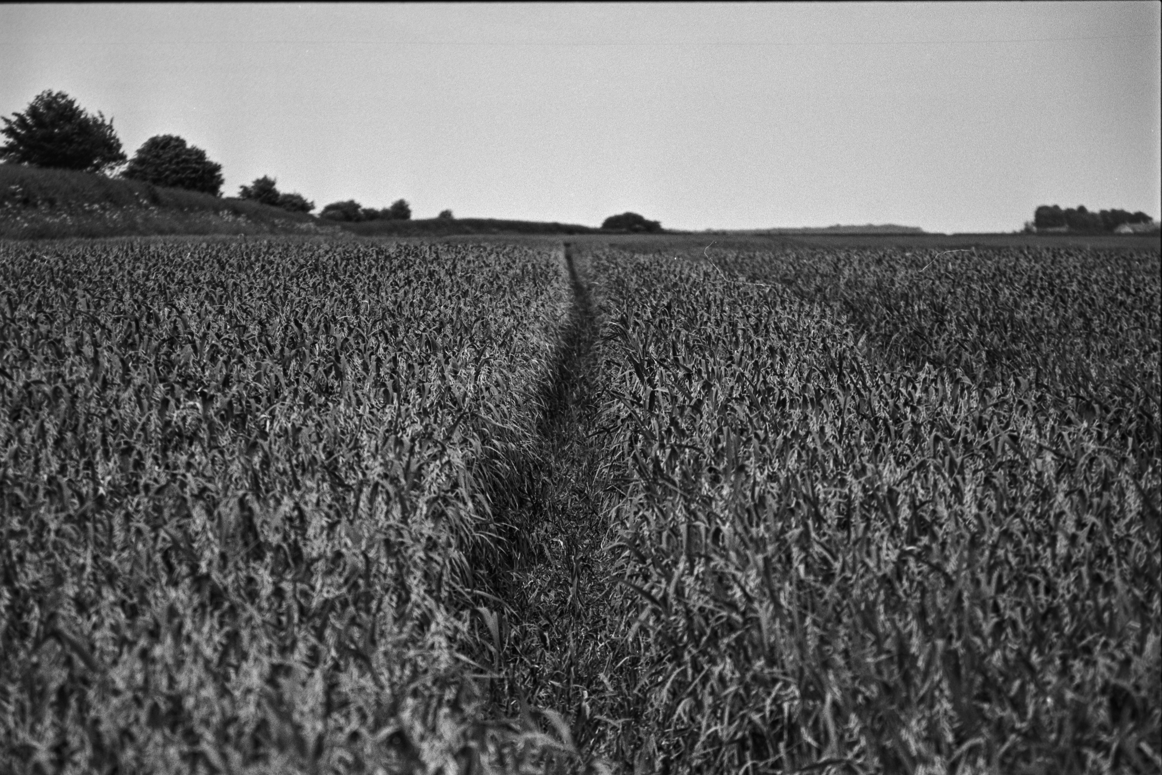 Canon EOS 3 - Ilford Delta- 100