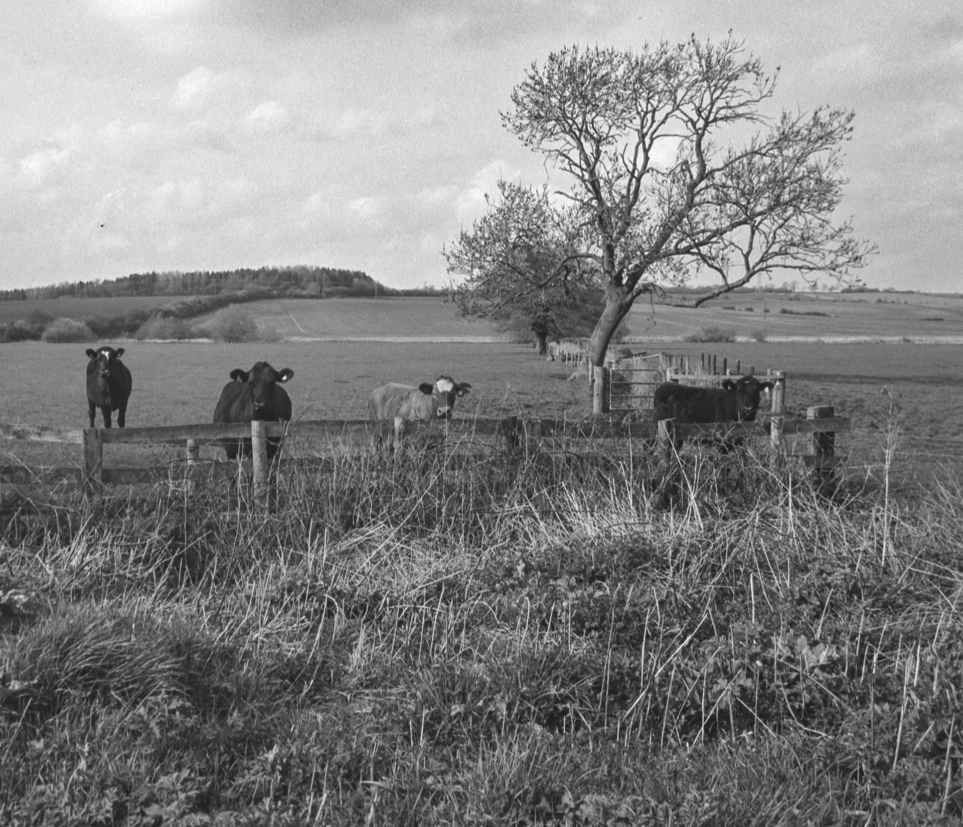 Canon AV-1 - Fomapan - 100