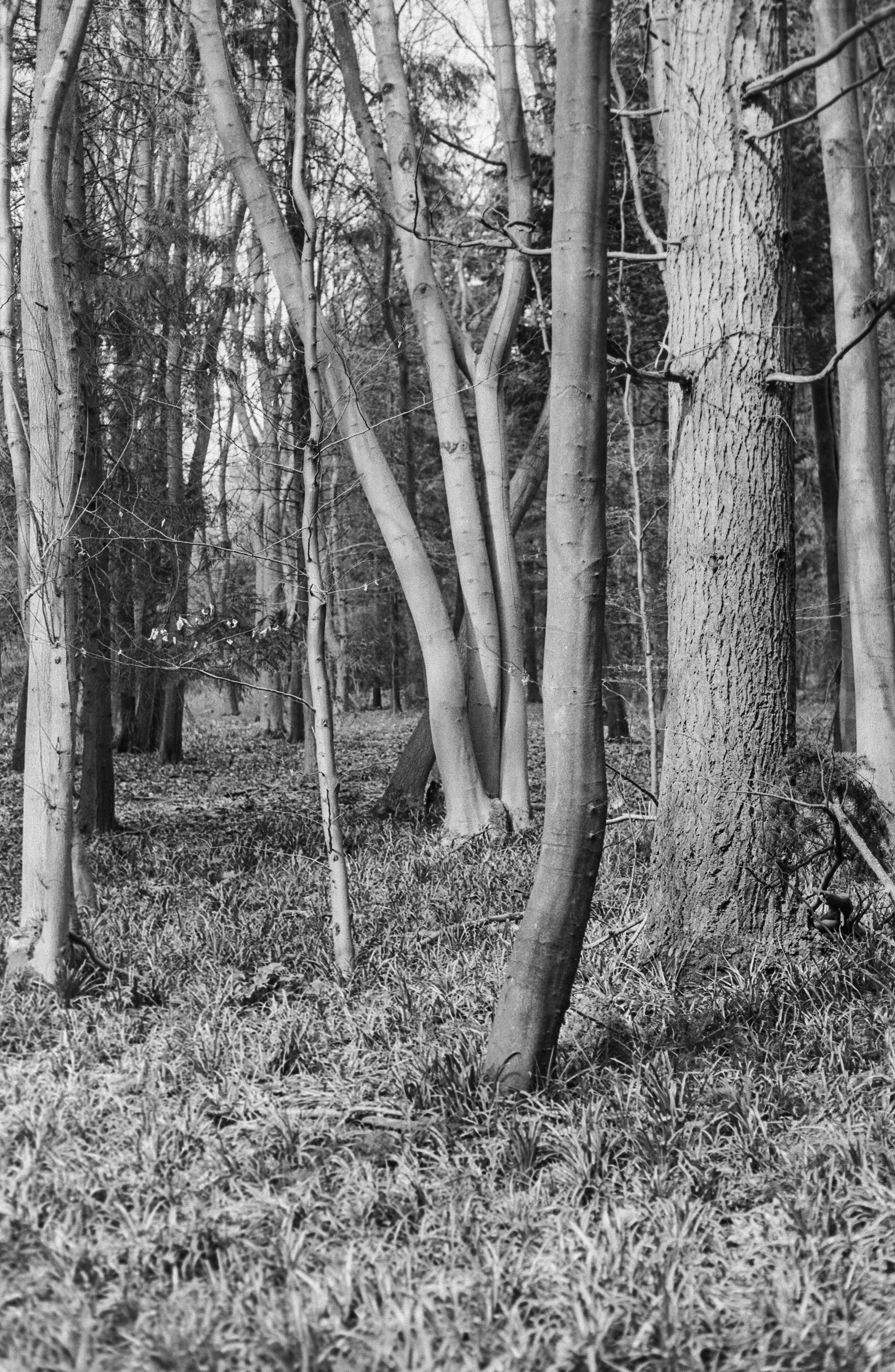 Canon AV-1 - Ilford FP4+ - 125