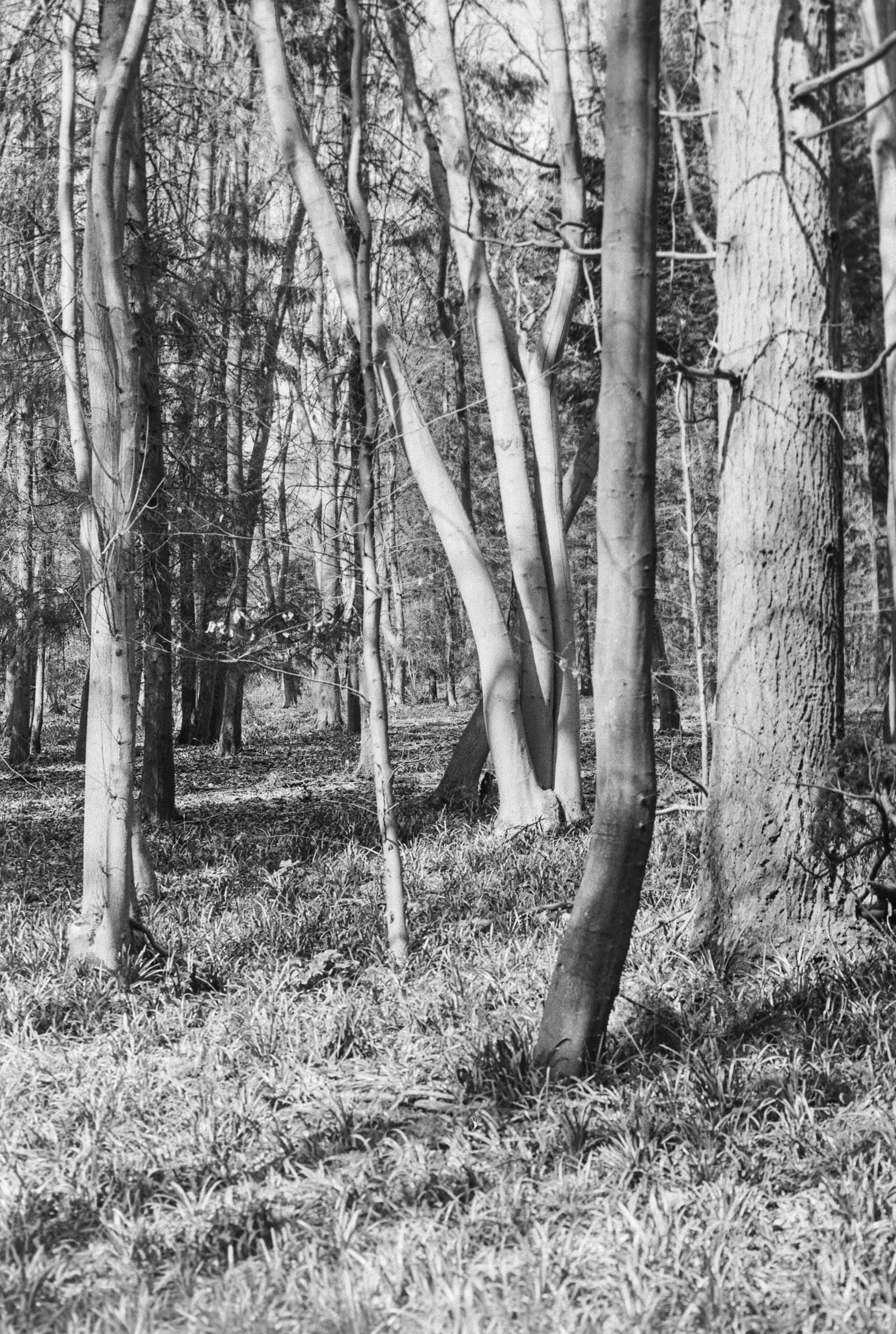 Canon AV-1 - Ilford FP4+ - 125