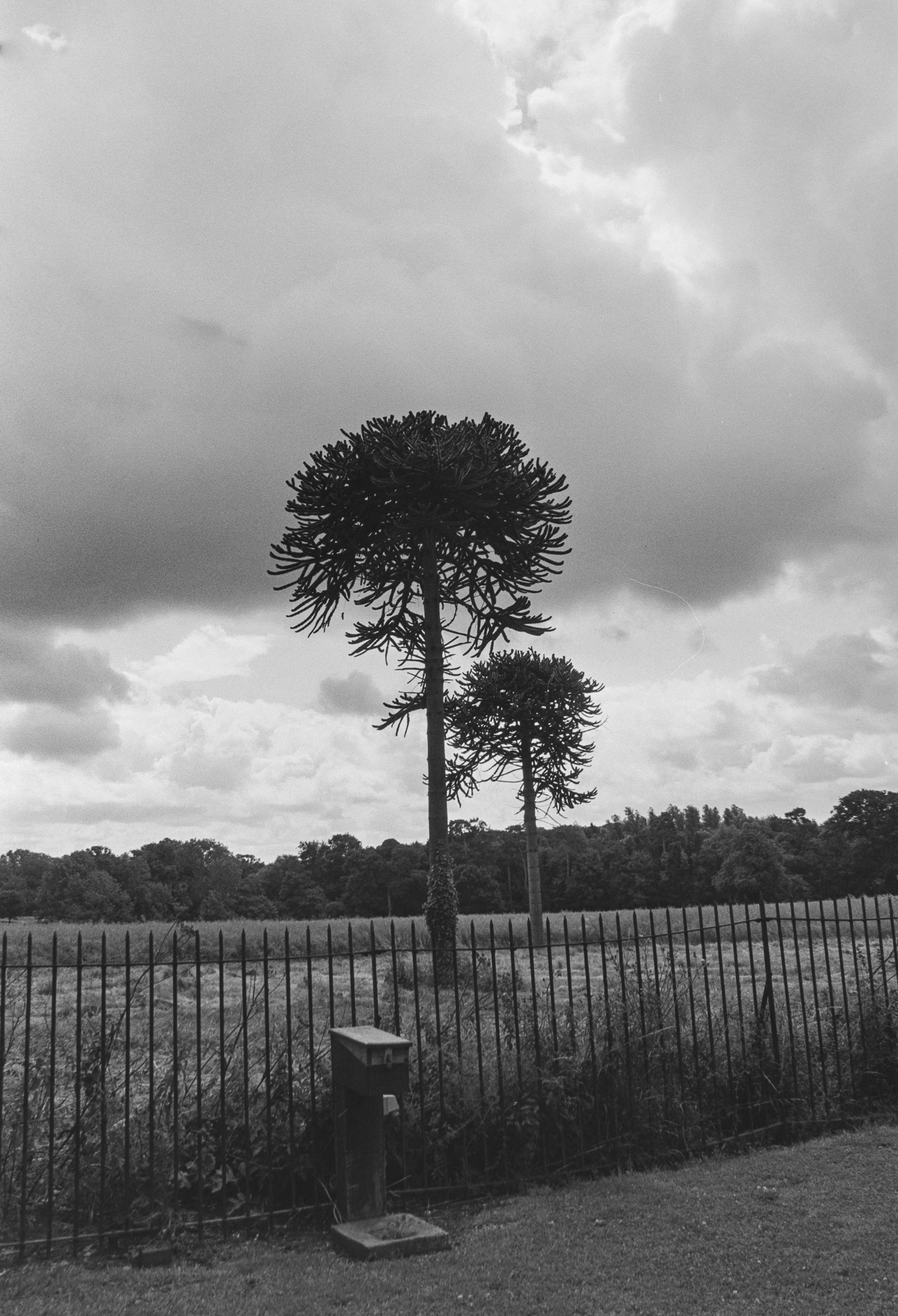 Canon EOS 3 - Kentmere pan - 100