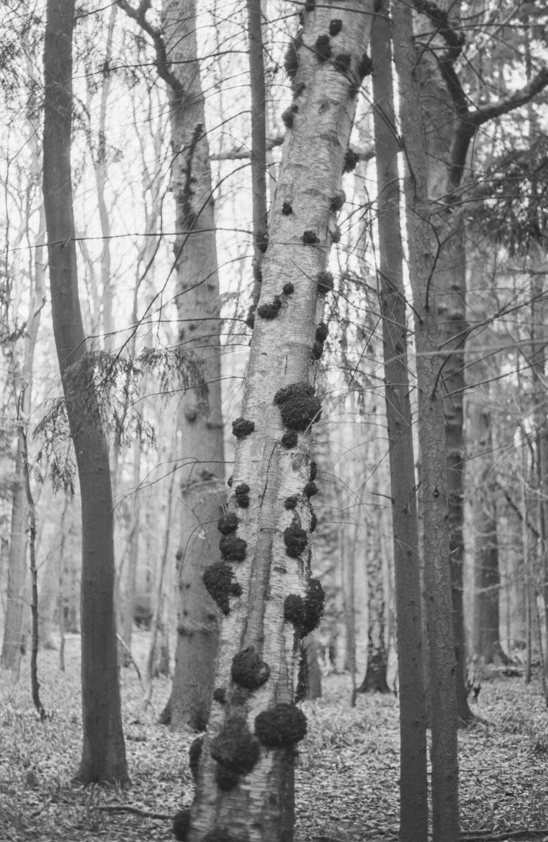 Canon AV-1 - Ilford FP4+ - 125