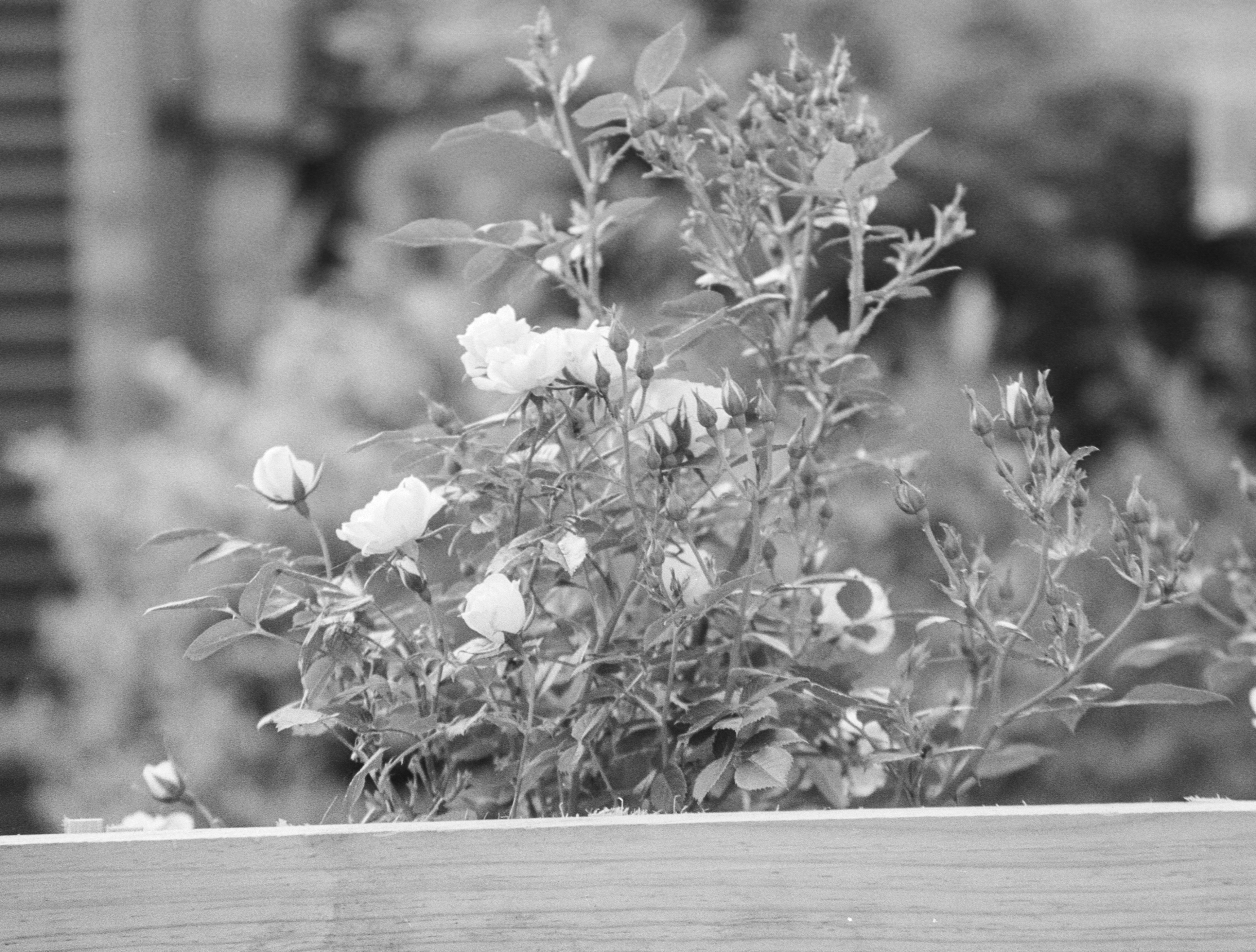 Canon EOS 3 - Ilford FP4+ - 125