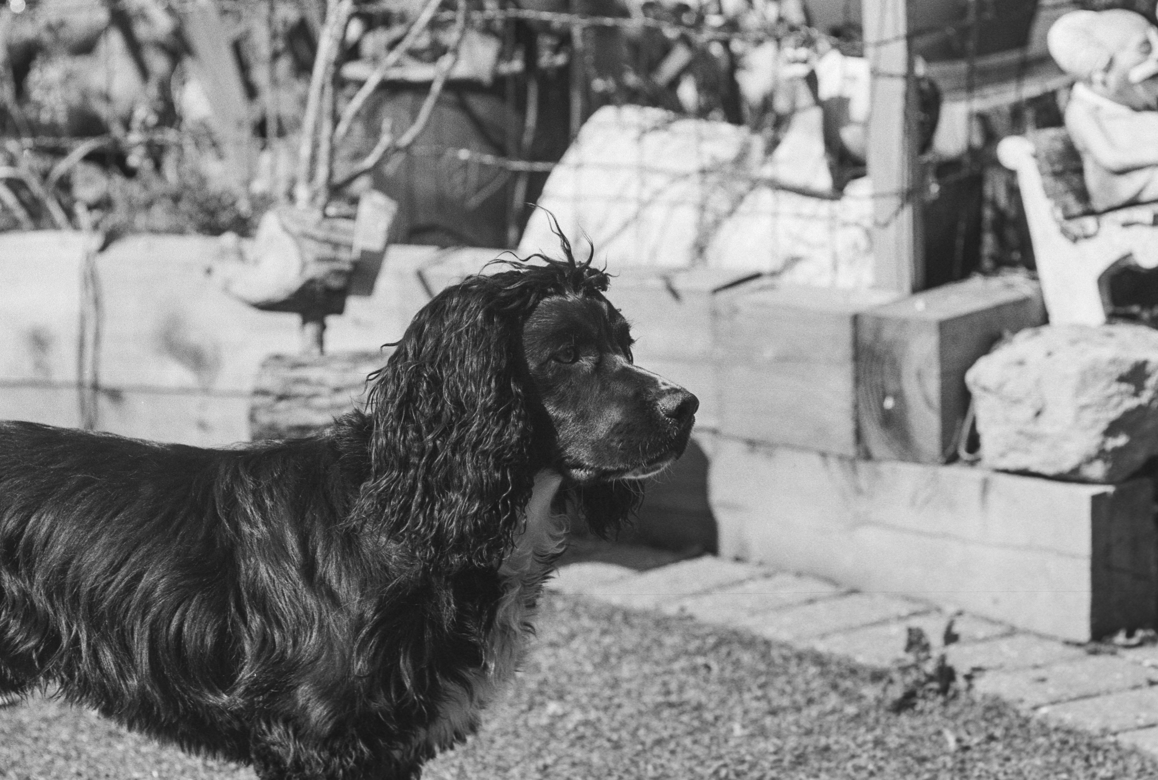 Canon AV-1 - Kentmere pan - 100