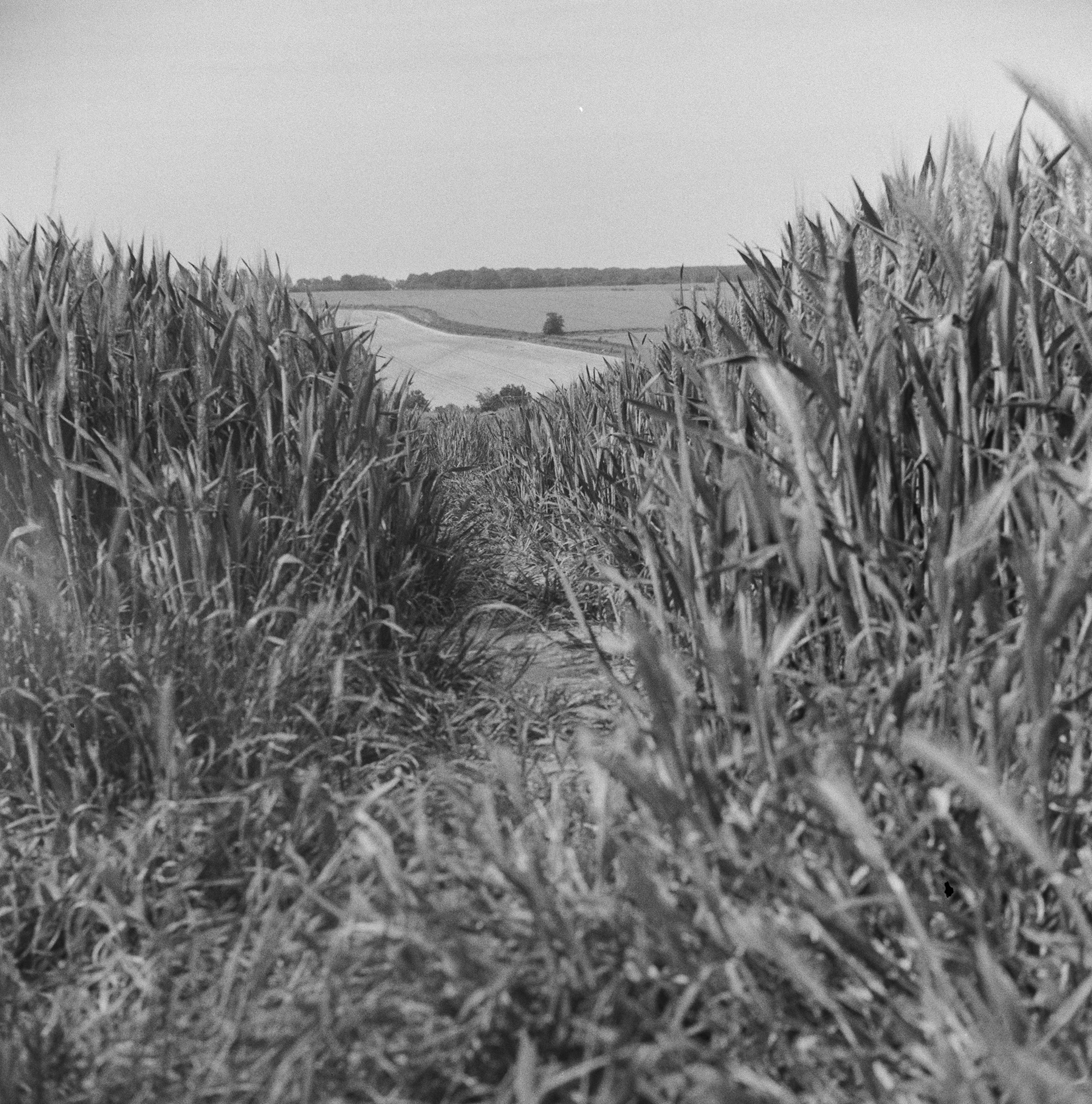Halina A1 - Fomapan - 400