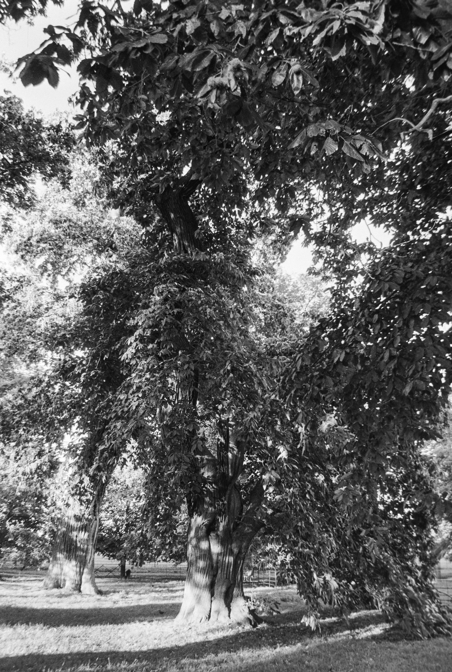 Canon EOS 3 - Kentmere pan - 400