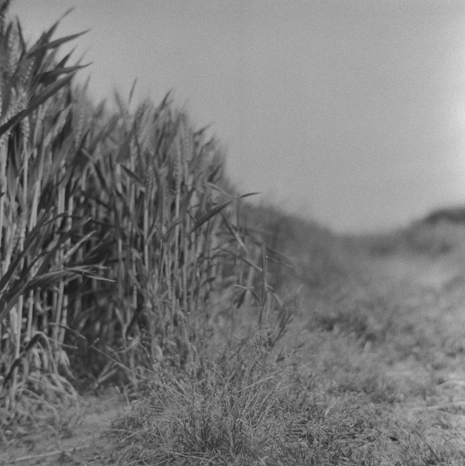 Halina A1 - Fomapan - 400