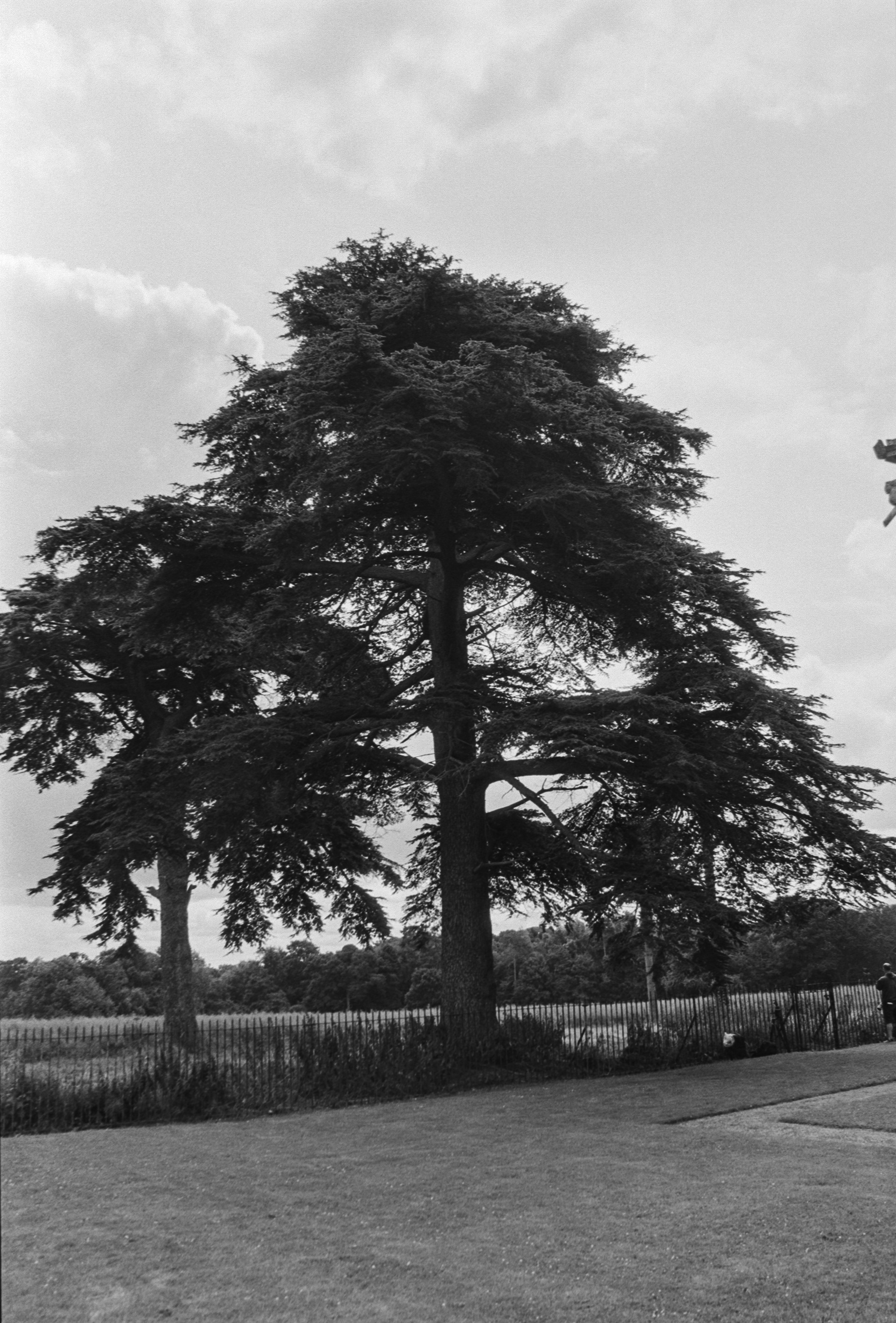 Canon EOS 3 - Kentmere pan - 100