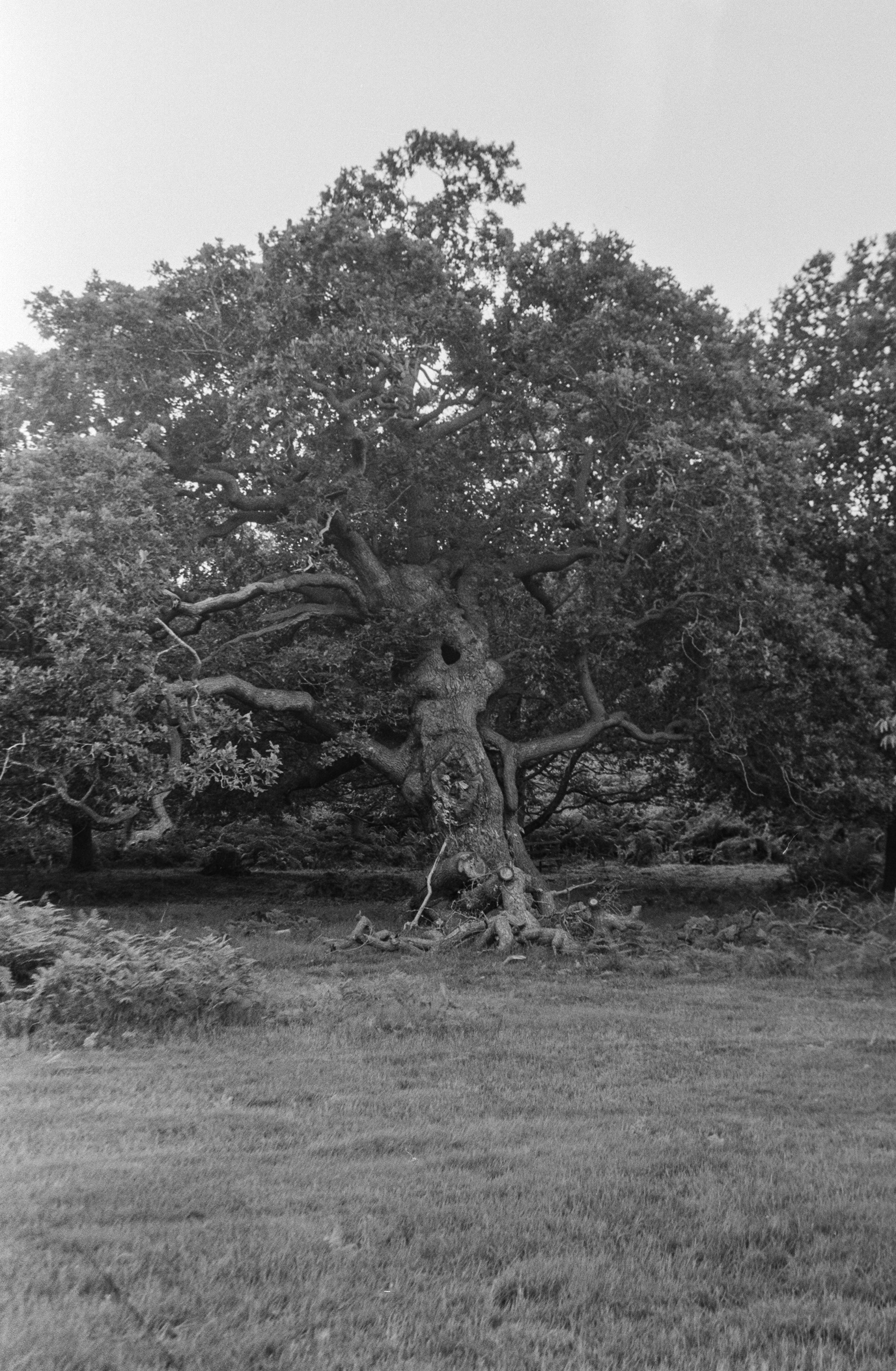 Canon EOS 3 - Ilford FP4+ - 125