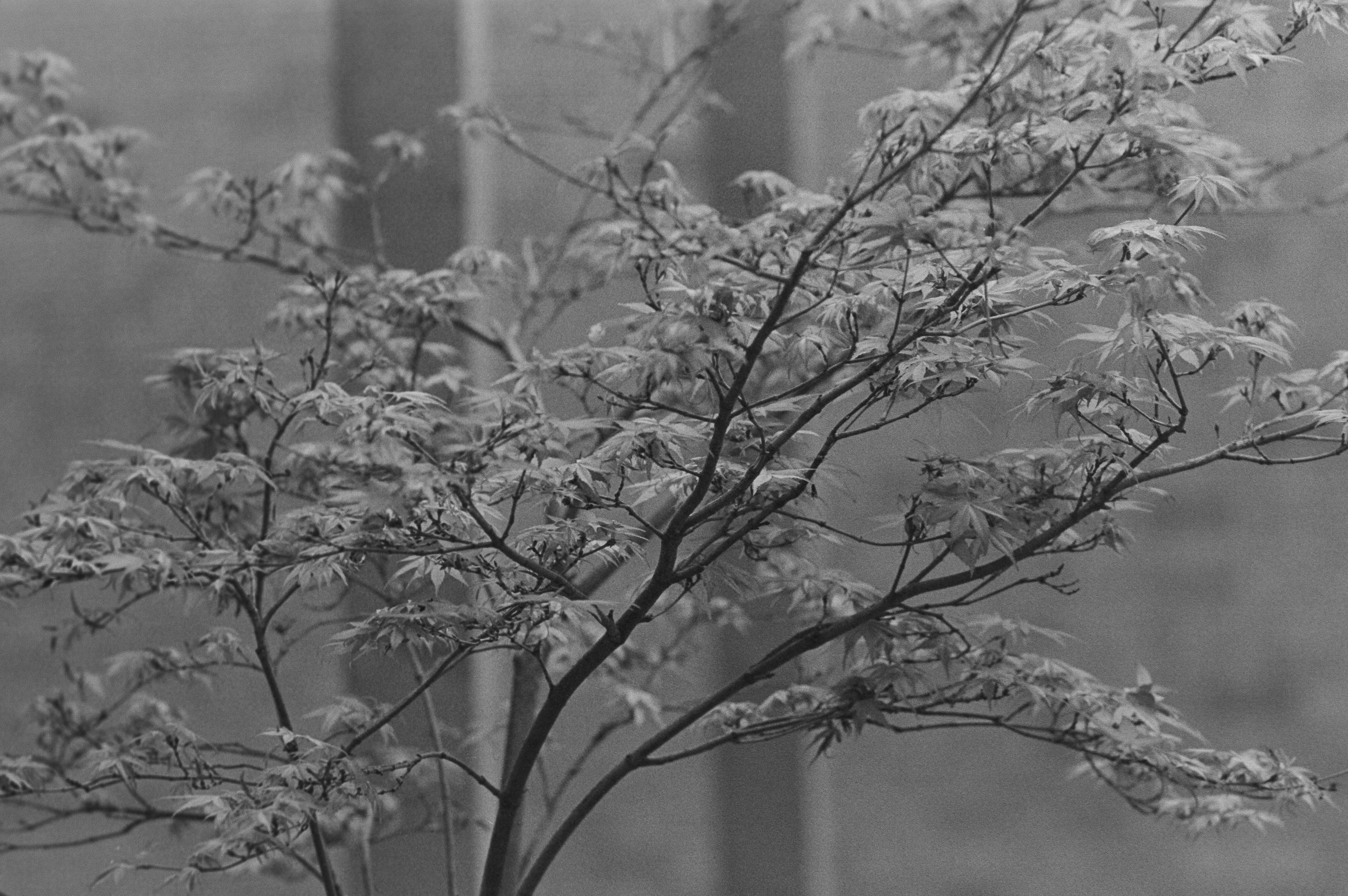 Canon AV-1 - Ilford FP5+ - 400