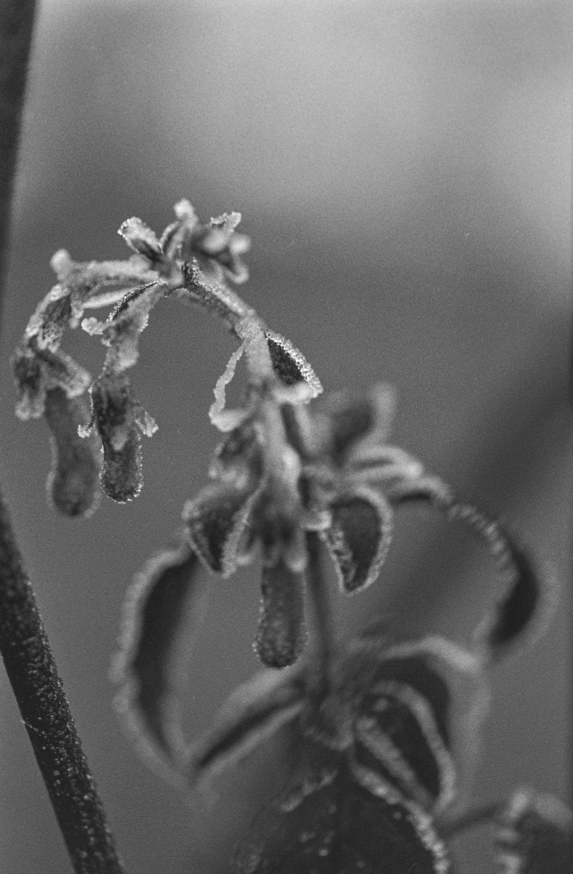 Canon EOS 3 - Kentmere pan - 400