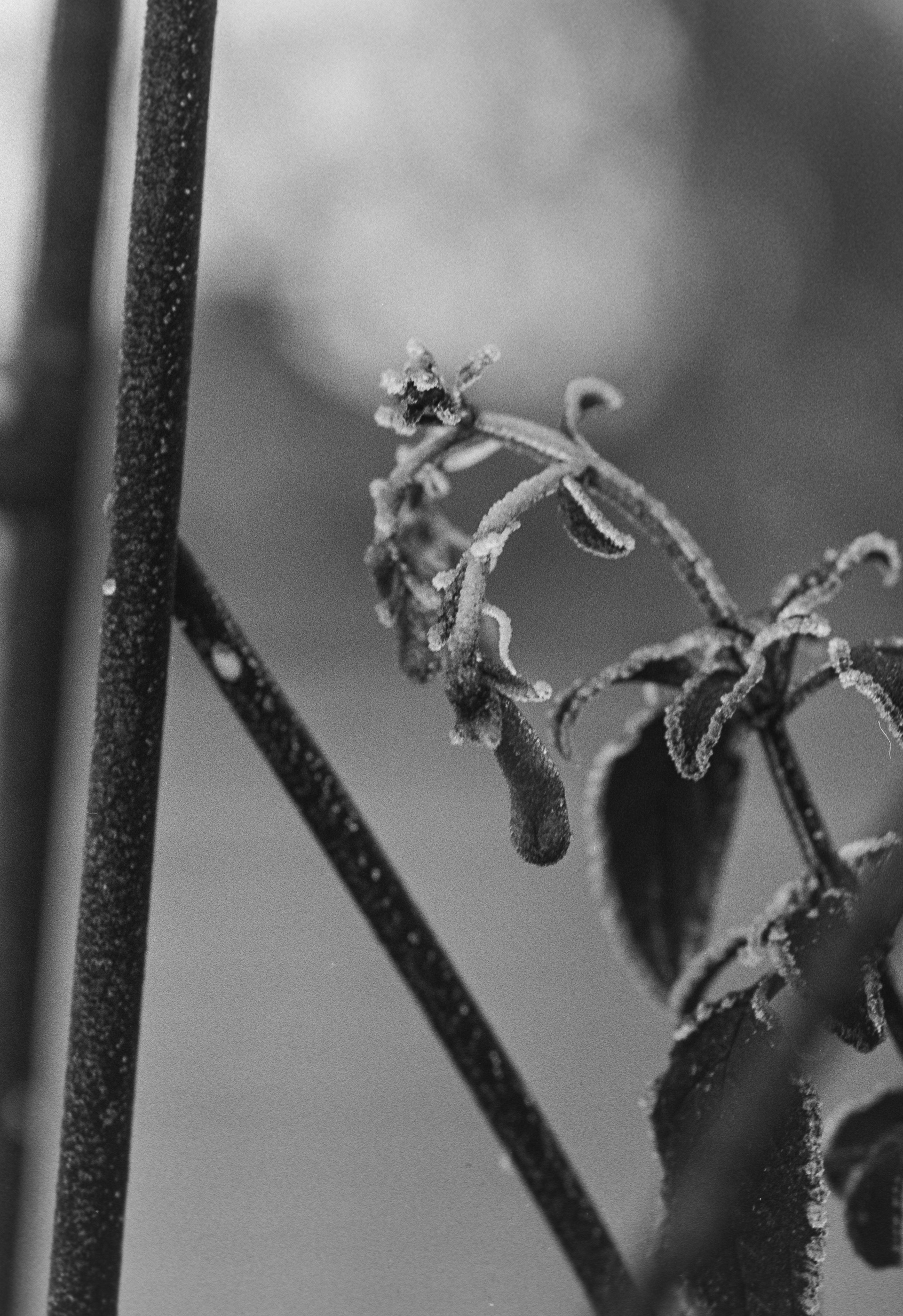 Canon EOS 3 - Kentmere pan - 400